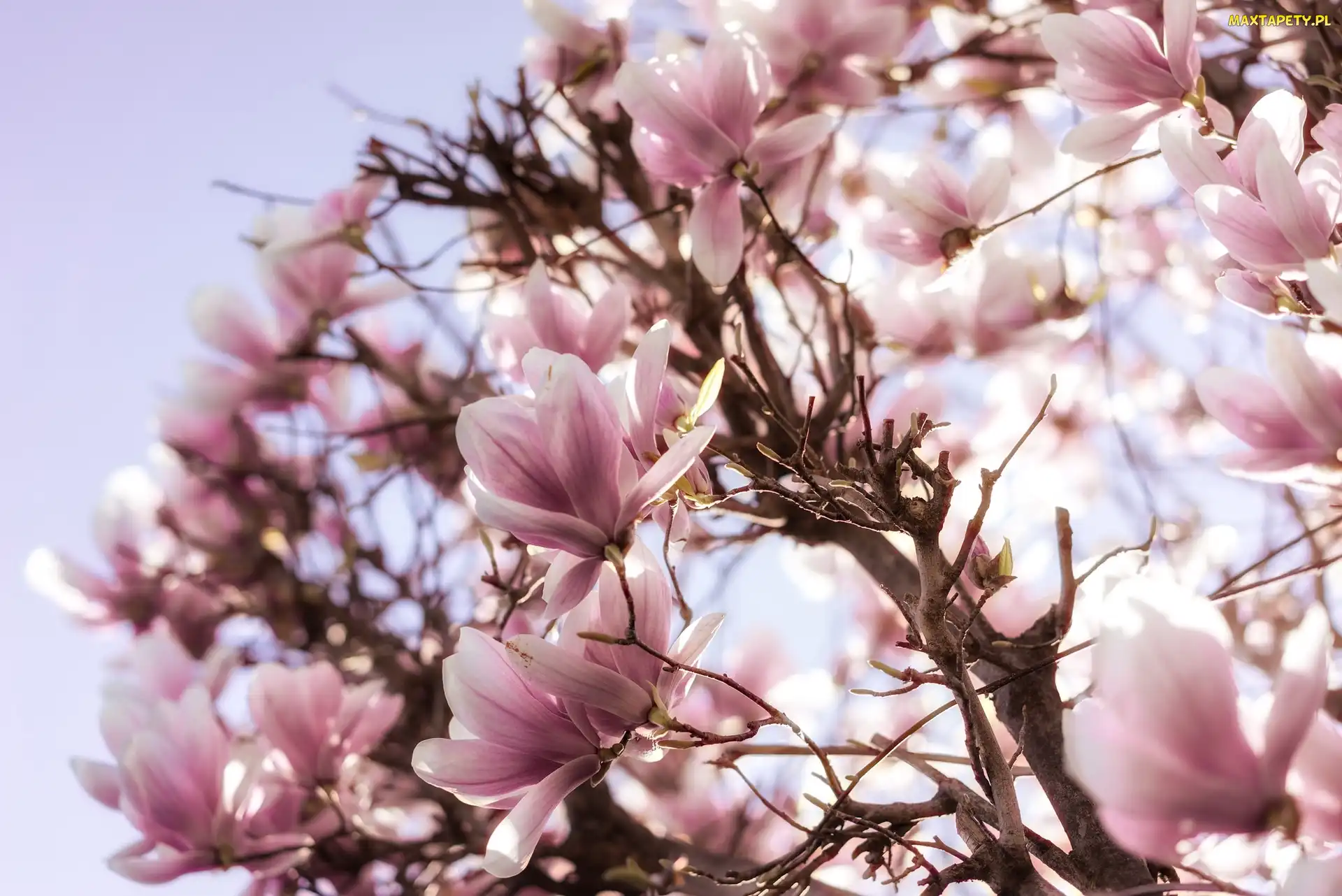 Gałęzie, Kwiaty, Różowe, Magnolia, Kwiaty