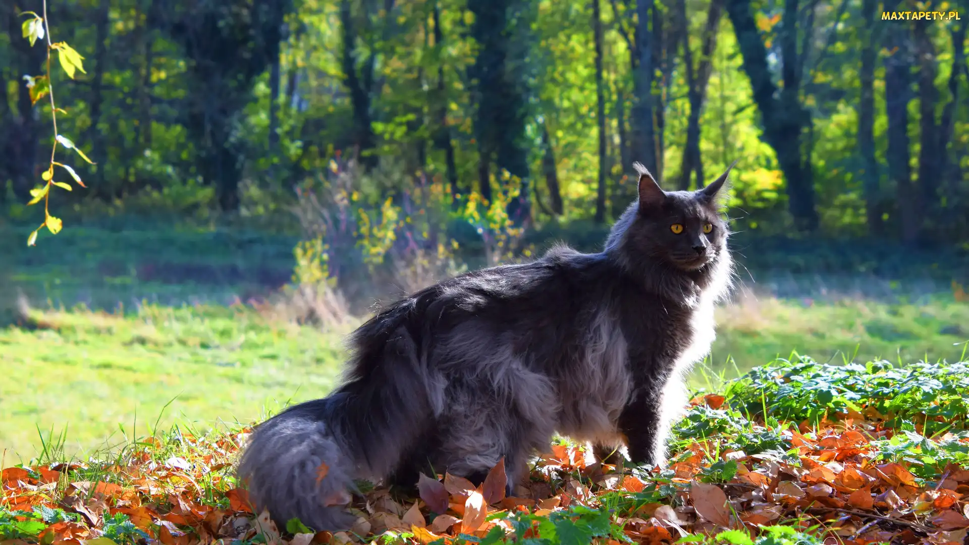 Liście, Mainkun, Kot, Maine coon