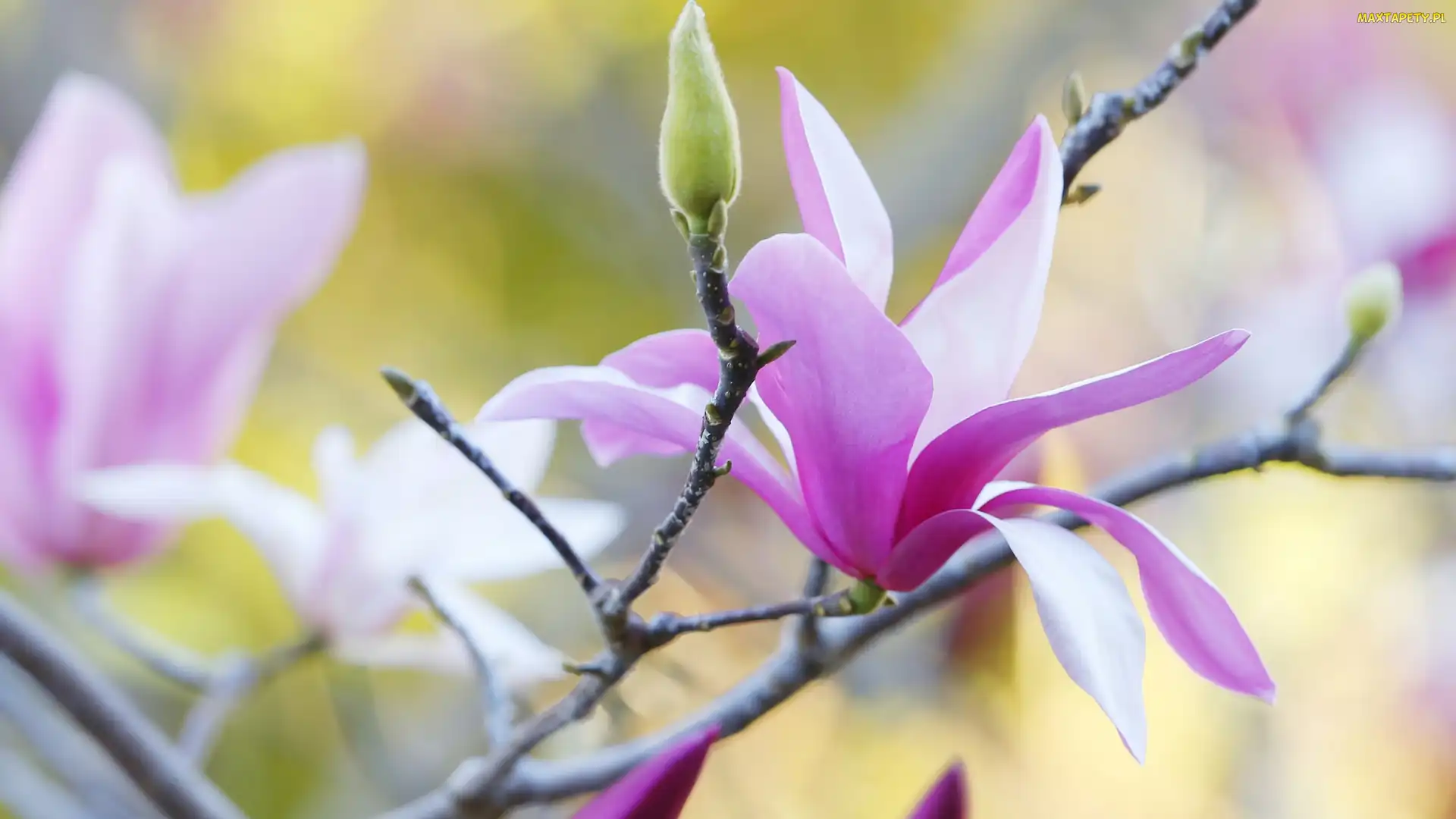 Magnolia, Gałązka, Kwiat