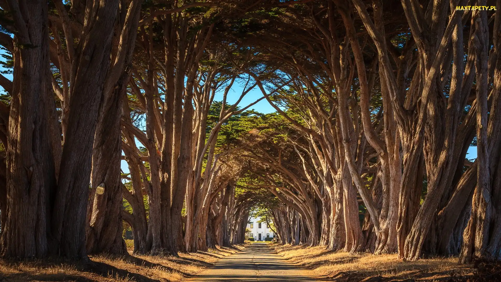 Kalifornia, Park Narodowy Point Reyes National Seashore, Cyprysy, Stany Zjednoczone, Droga, Drzewa, Aleja