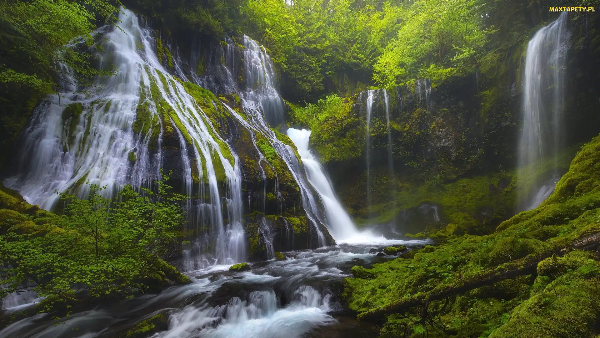 Drzewa, Stan Waszyngton, Stany Zjednoczone, Gifford Pinchot National Forest, Wodospad Panther Creek Falls, Roślinność, Miejsce chronione, Las