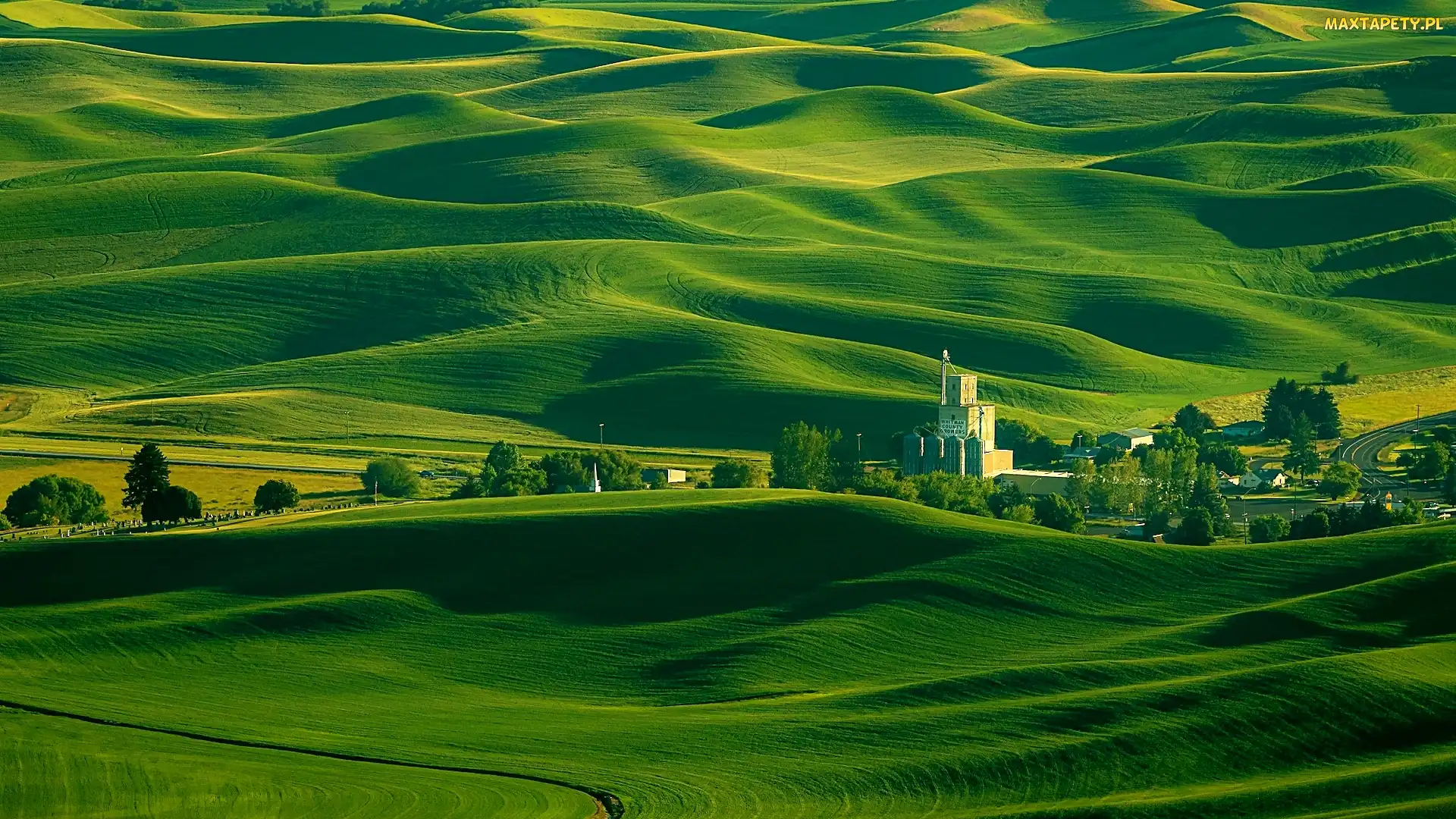Stan Waszyngton, Region Palouse, Drzewa, Stany Zjednoczone, Pola, Wzgórza, Łąki