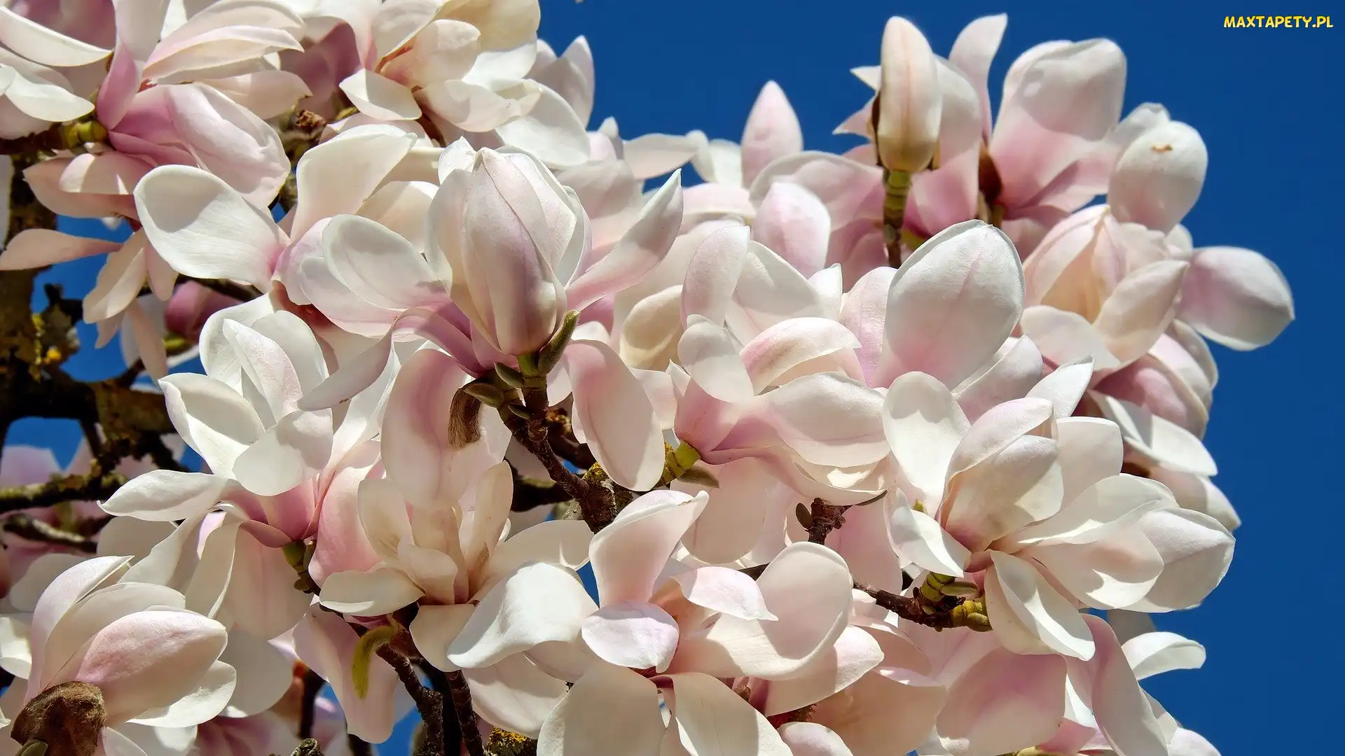 Gałązka, Magnolia, Kwiaty, Różowe