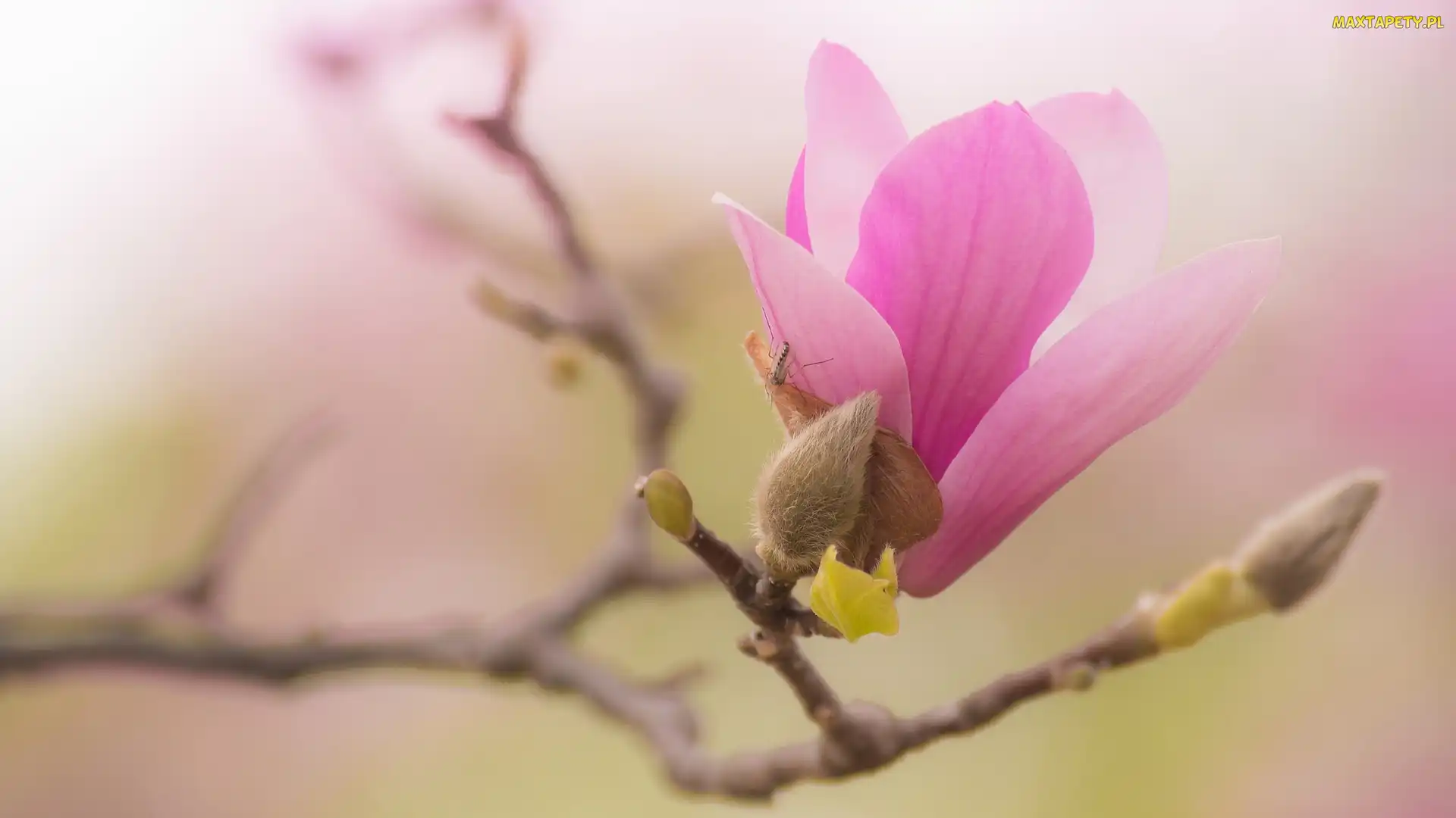 Gałąź, Magnolia, Kwiat, Pąki, Bladoróżowy