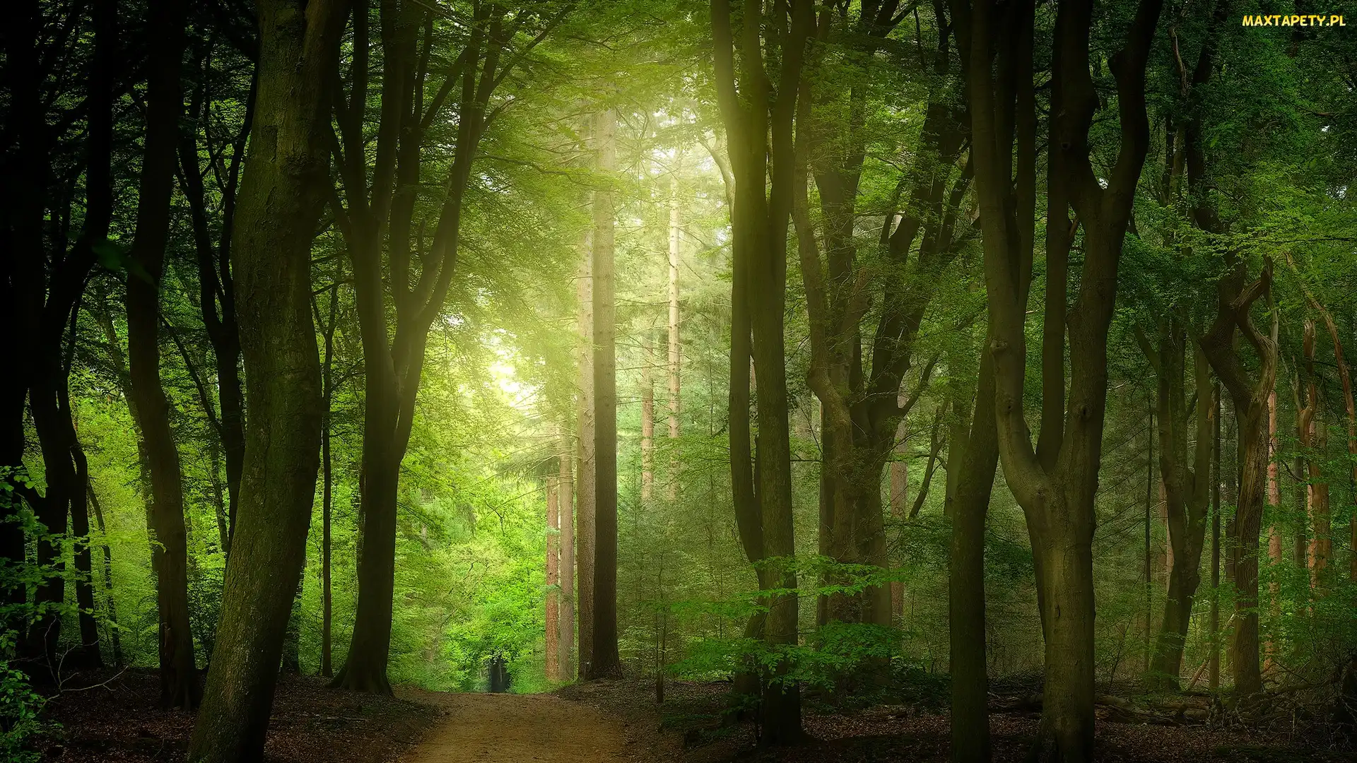 Droga, Drzewa, Rozświetlony, Las