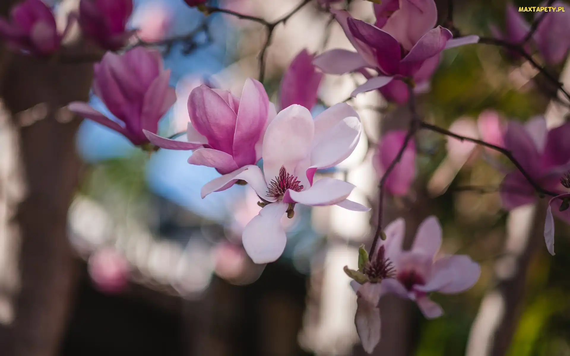Bladoróżowe, Magnolia, Kwiaty, Rozwinięte, Gałęzie