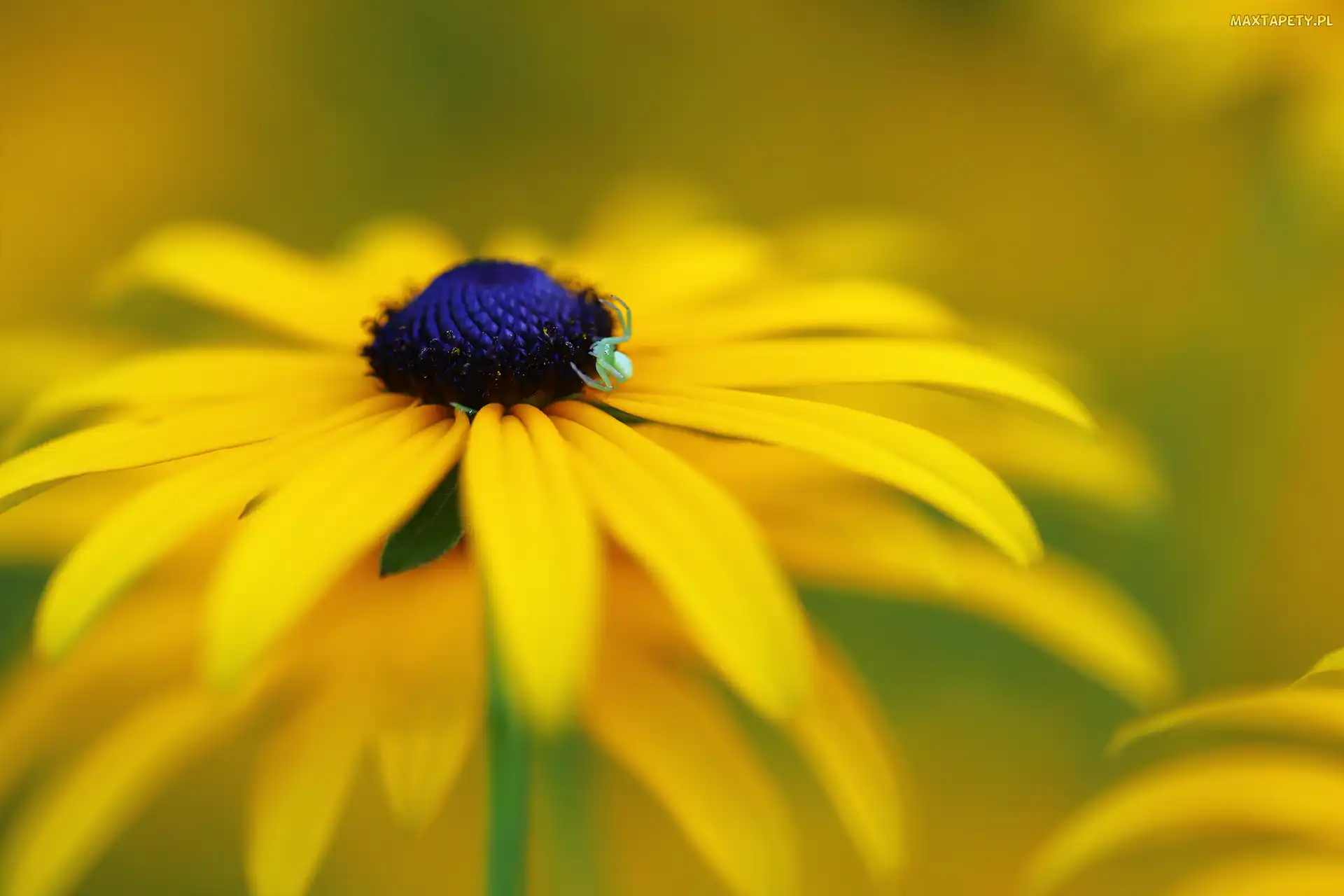 Pająk, Kwiat, Rudbekia, Żółty