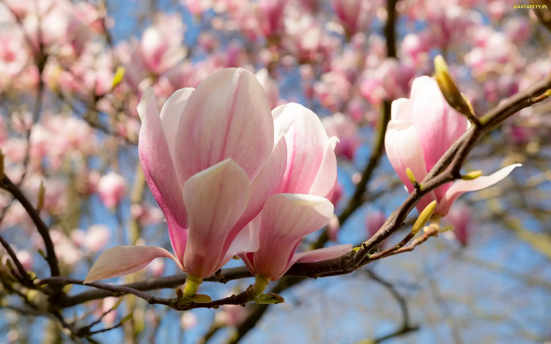 Magnolia, Gałązki, Kwiaty, Pąki, Różowe