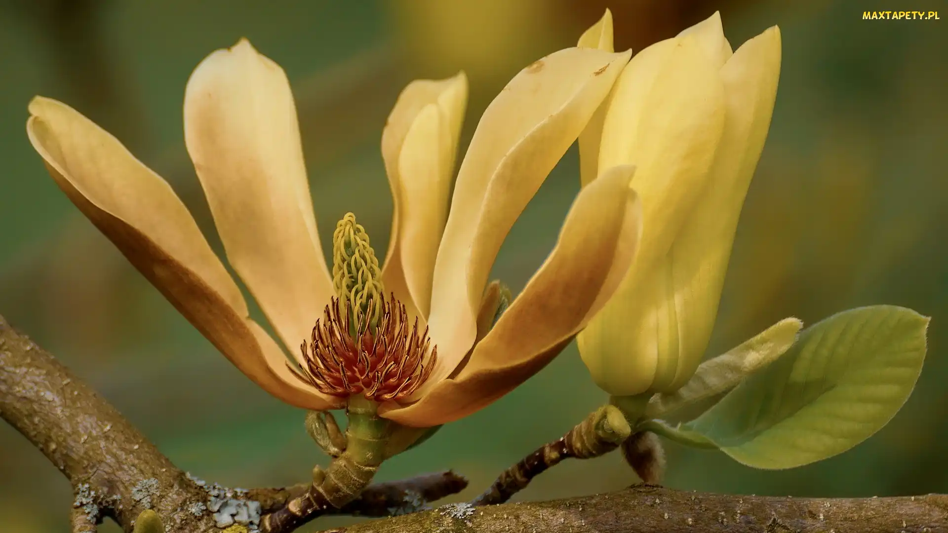 Płatki, Żółte, Kwitnąca, Magnolia