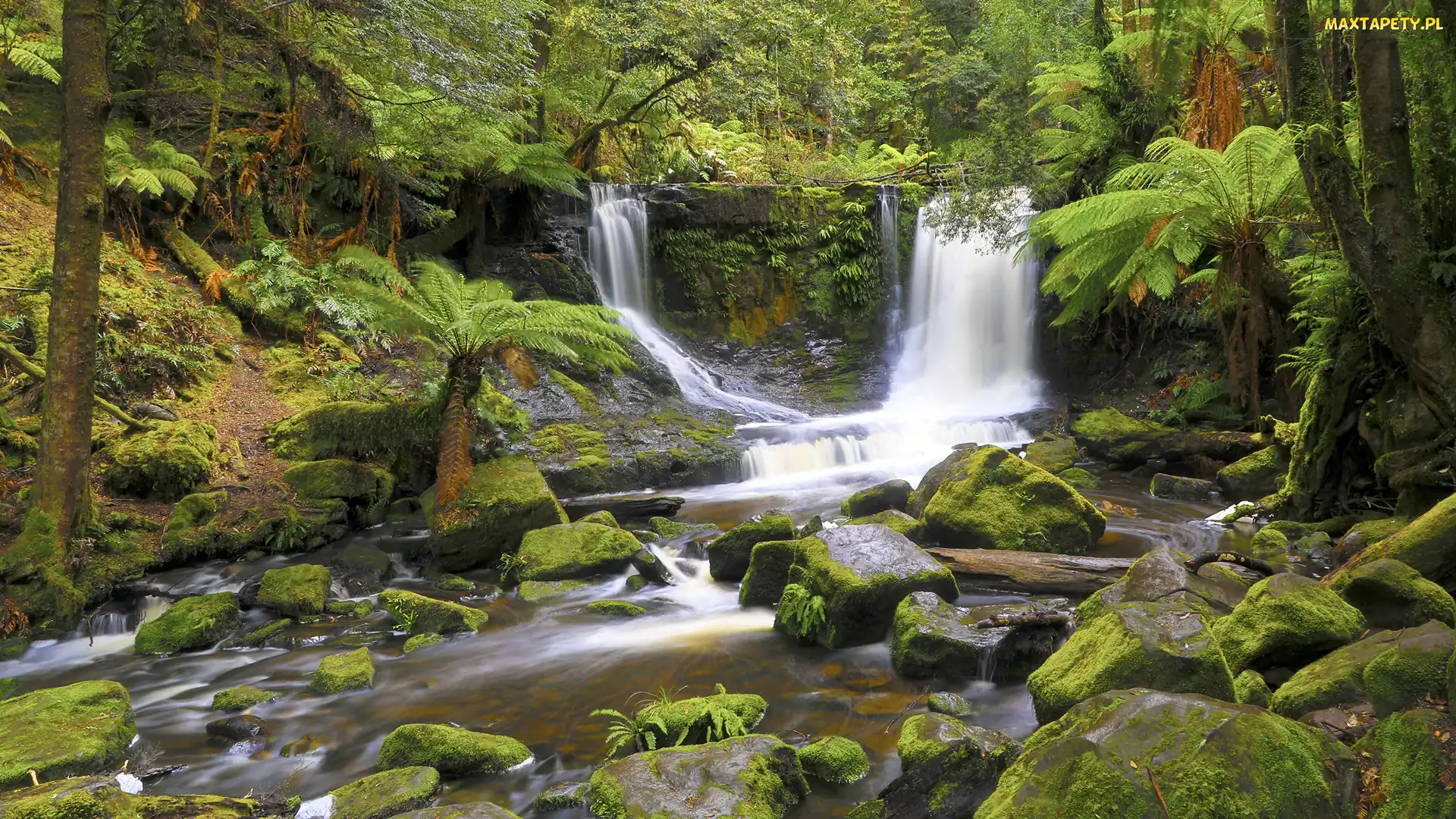 Las, Rzeka, Wodospad, Kamienie, Park Narodowy Mount Field, Australia, Horseshoe Falls, Stan Tasmania, Paprocie, Skała, Omszałe
