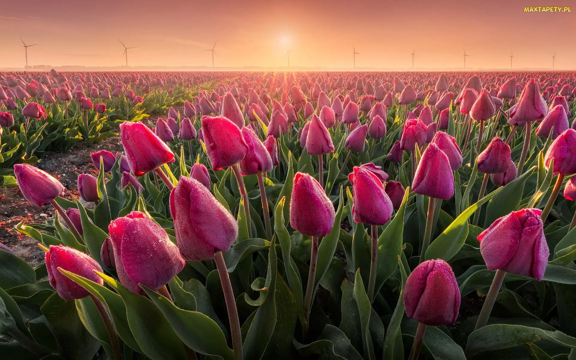 Mgła, Wschód słońca, Tulipany, Różowe, Plantacja, Wiatraki