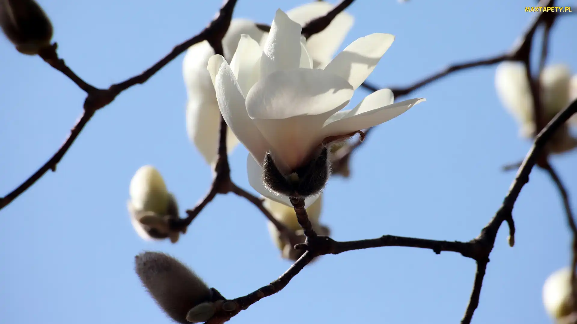 Gałązka, Magnolia, Biała