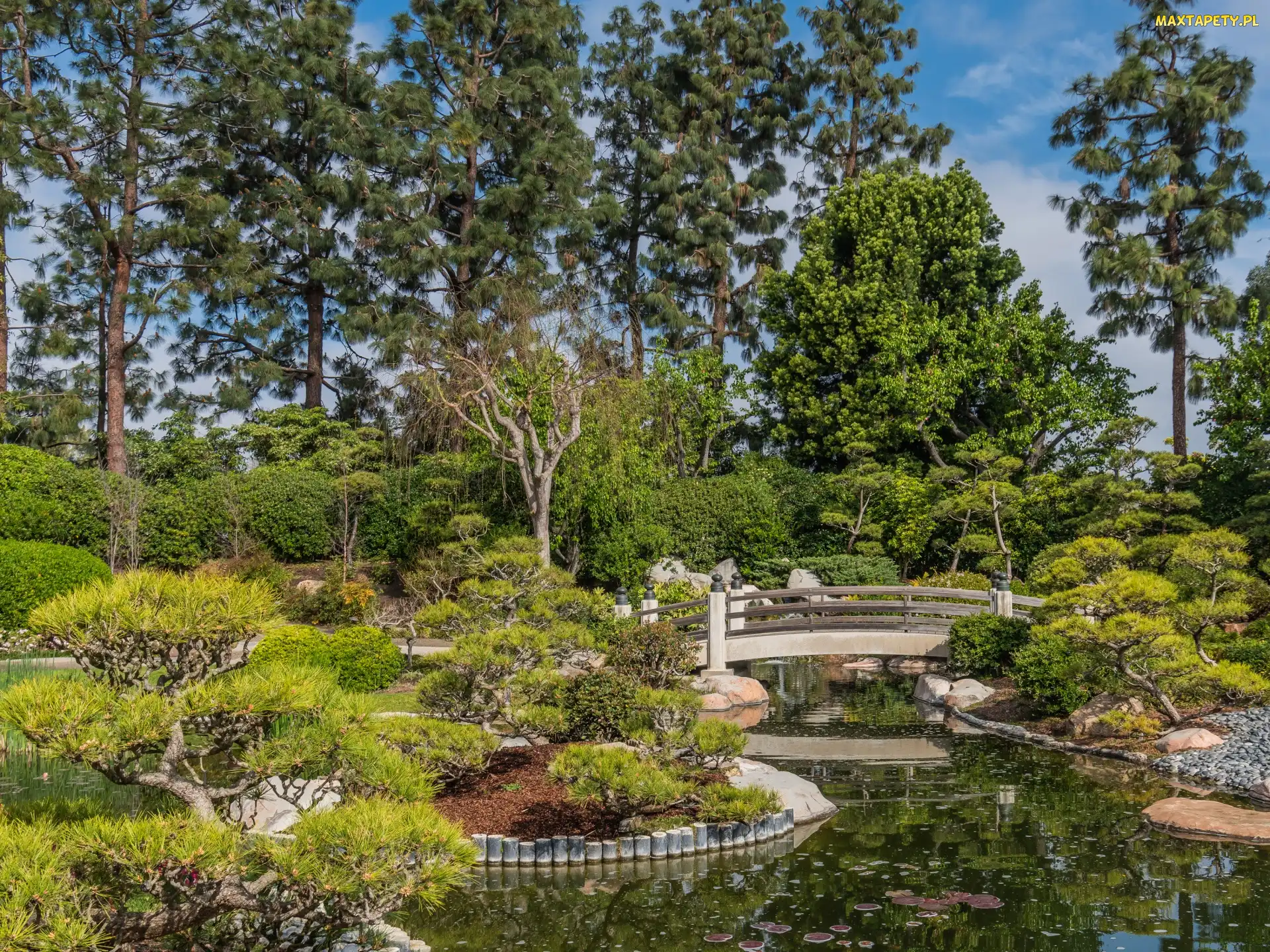 Ogród, Kalifornia, Earl Burns Miller Japanese Garden, Stany Zjednoczone, Long Beach, Krzewy, Most, Staw, Drzewa