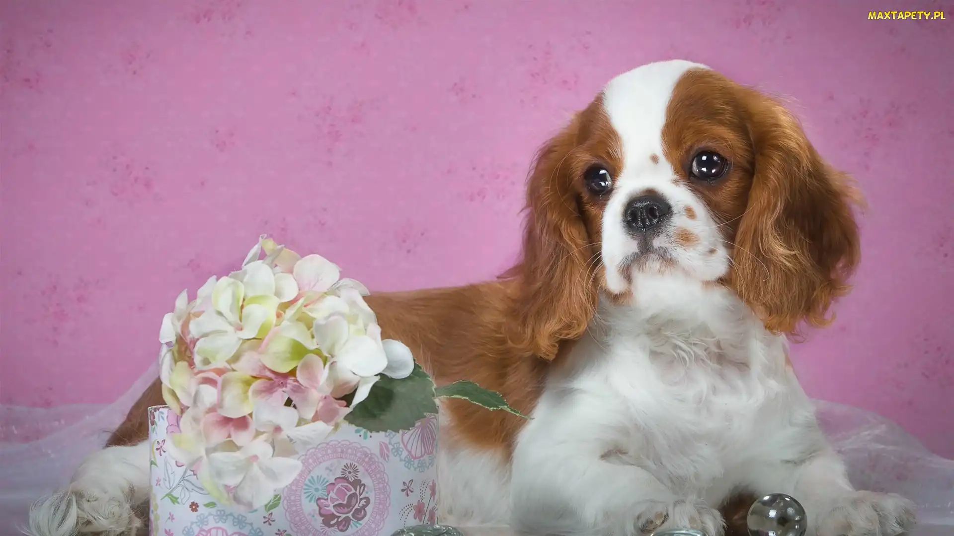 Szczeniak, Hortensja, Kwiat, Cavalier king charles spaniel, Pies