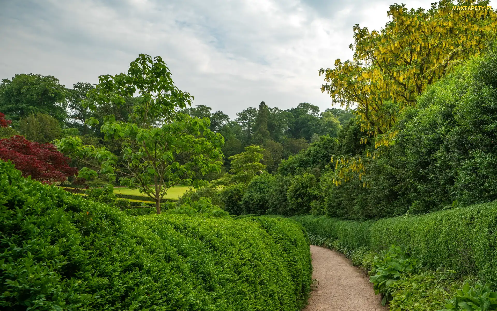 Park, Welshpool, Glicynia, Walia, Lato, Krzewy, Ogród Powis Garden, Alejka, Drzewa