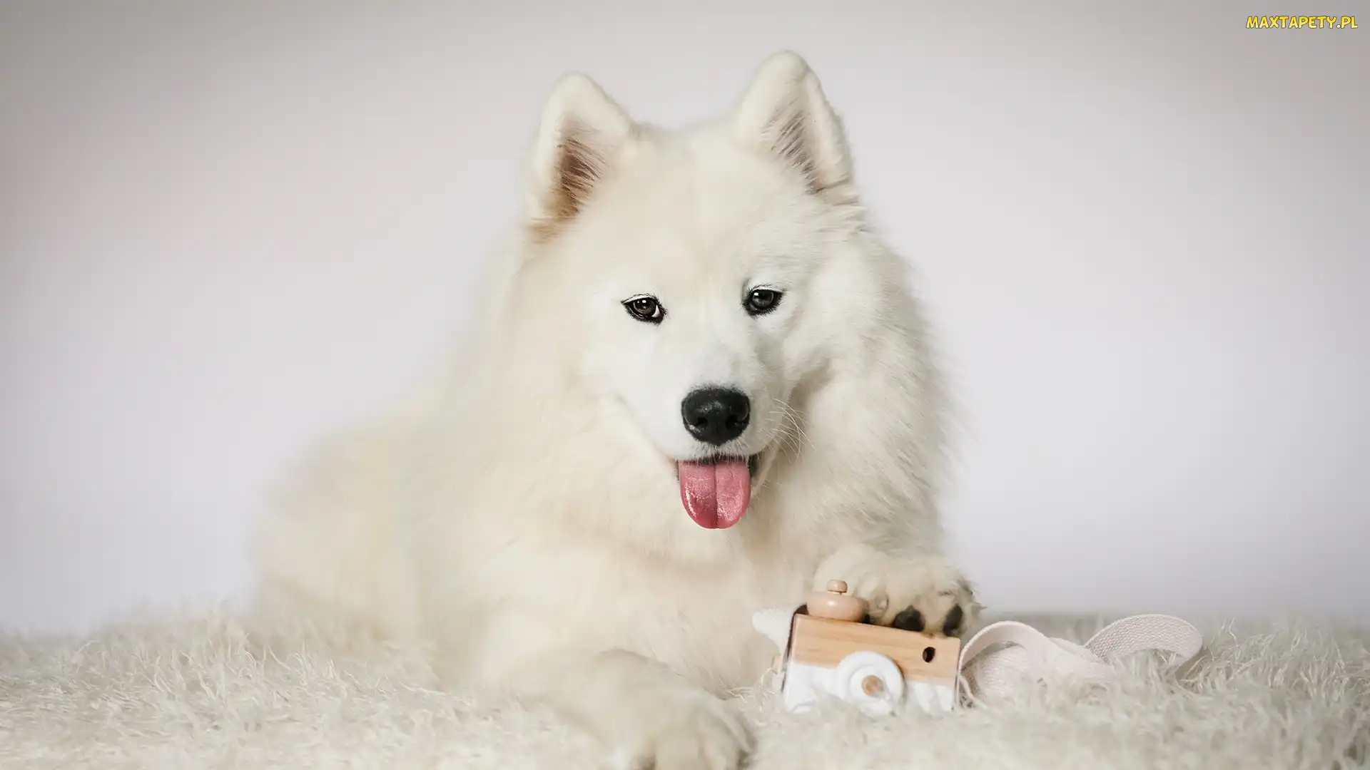 Zabawka, Mordka, Pies, Biały, Samojed, Język