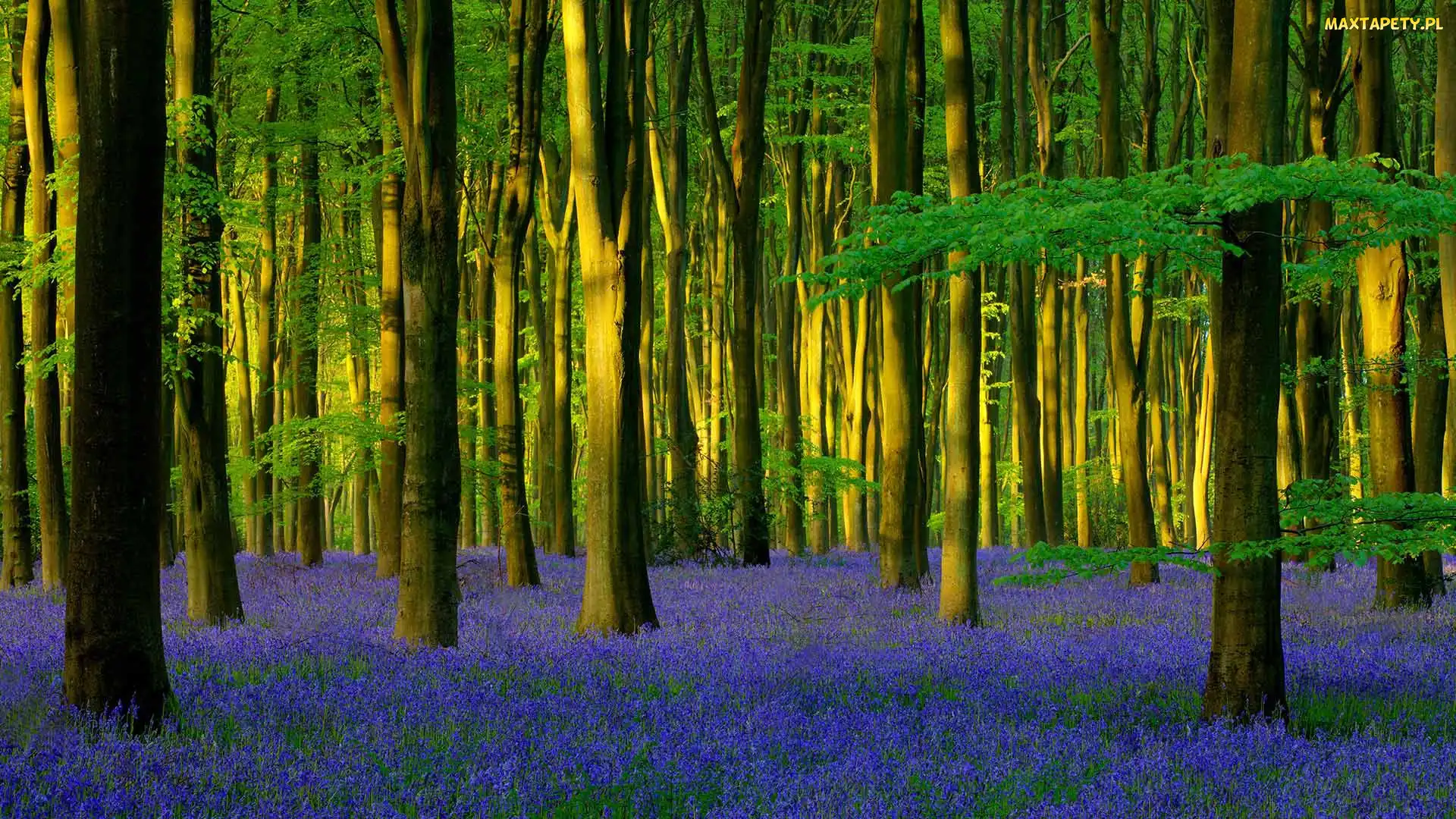 Anglia, Hiacyntowiec zwyczajny, Drzewa, Światło słoneczne, Kwiaty, Micheldever Wood, Hrabstwo Hampshire, Wieś Micheldever, Las
