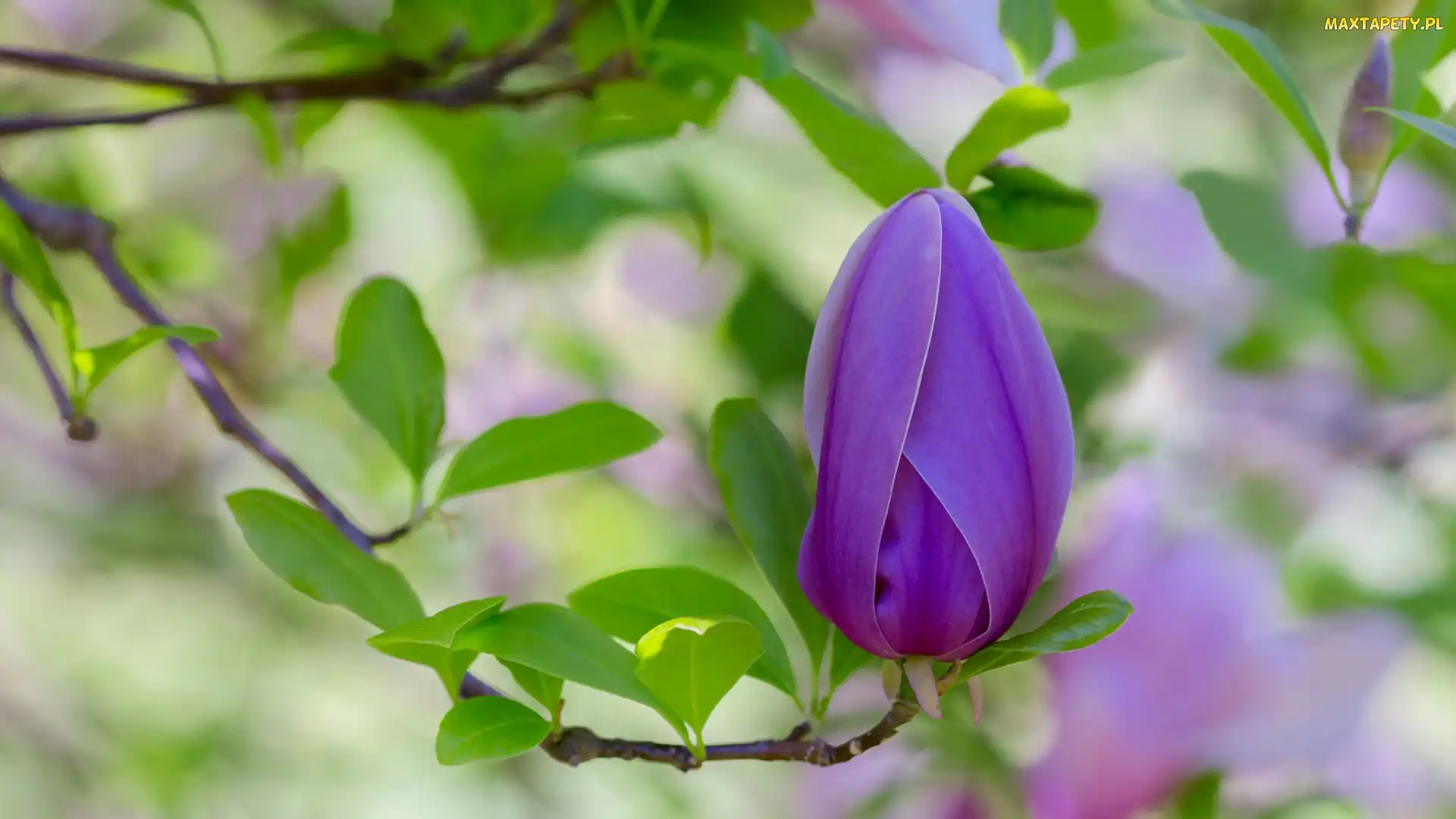 Magnolia, Pąk, Gałęzie, Liście, Kwiat