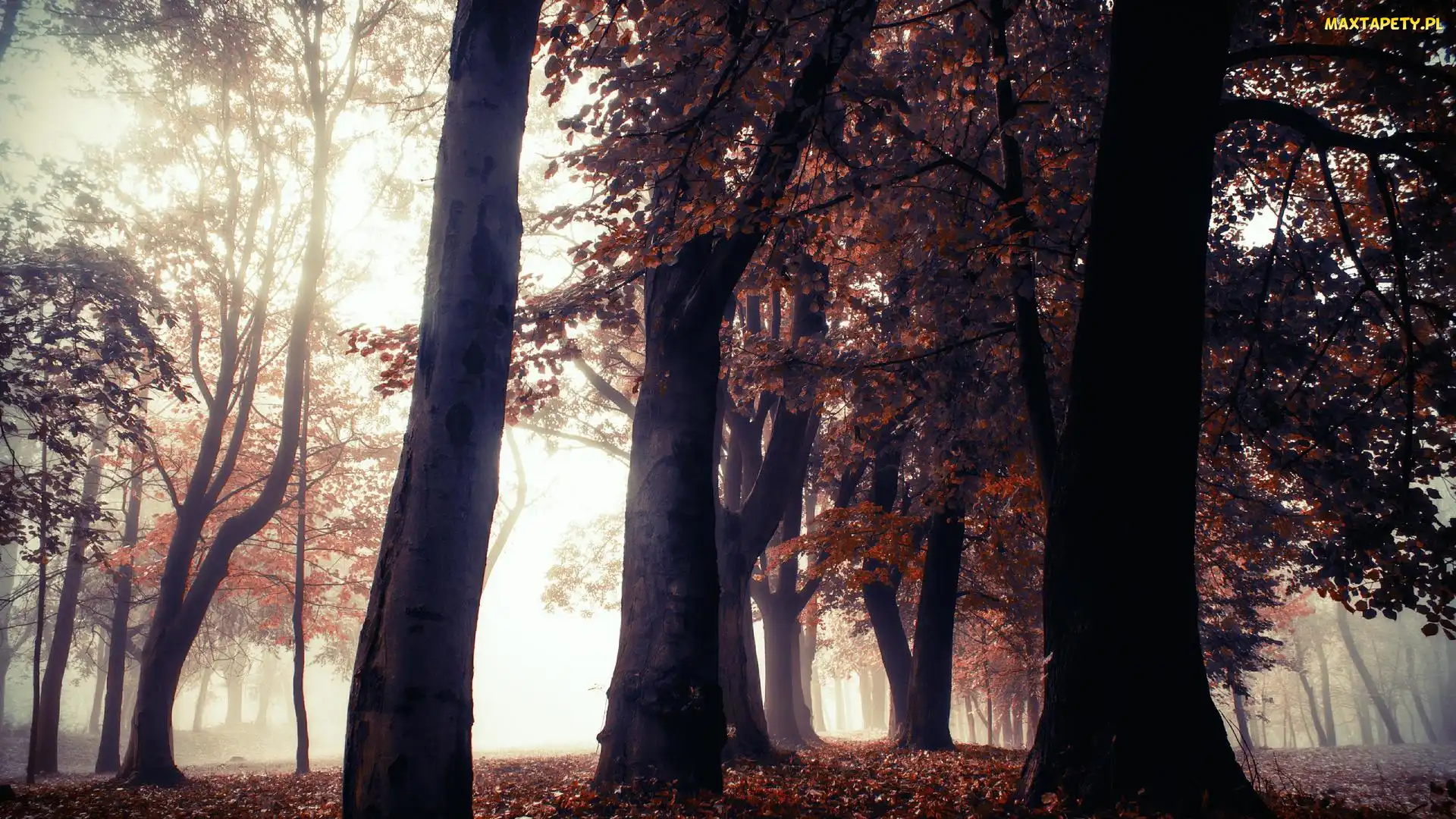 Liście, Czerwono-brązowe, Mgła, Park, Drzewa, Jesień