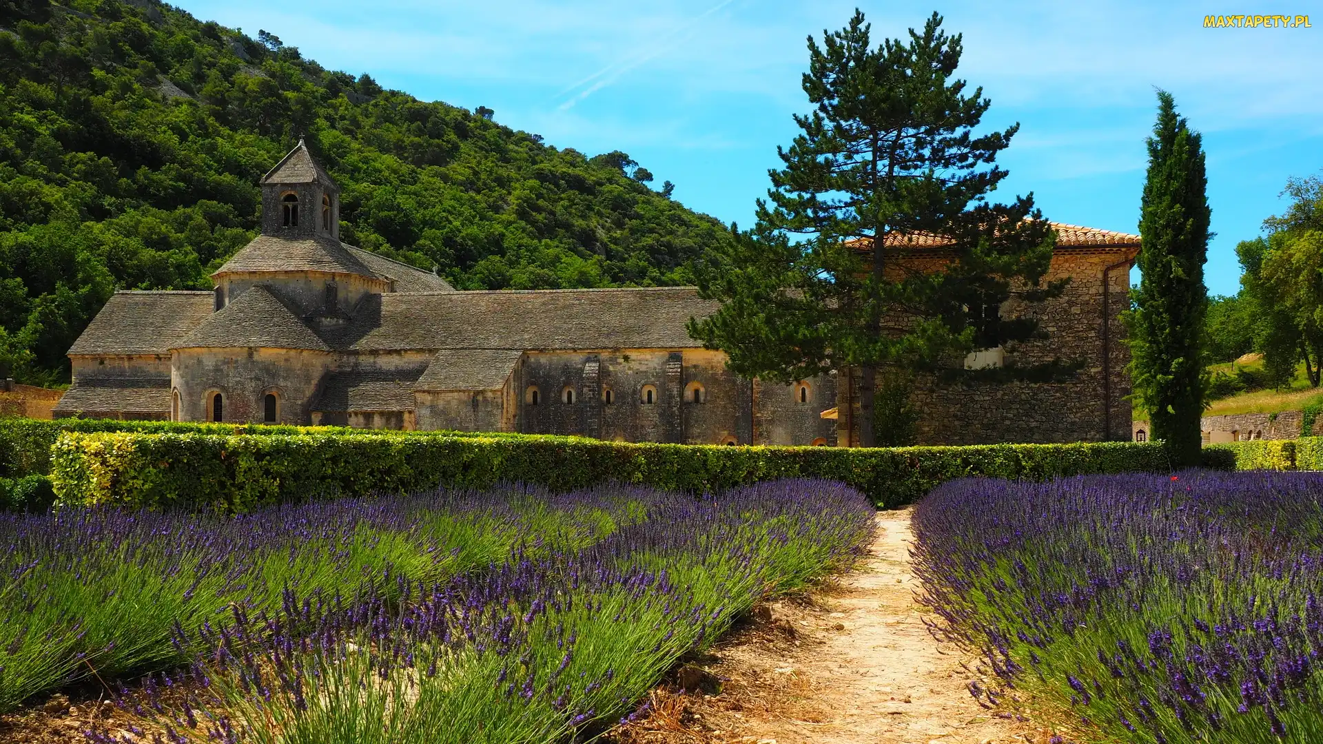 Prowansja, Gordes, Opactwo Senanque, Francja, Lawenda, Klasztor, Drzewa