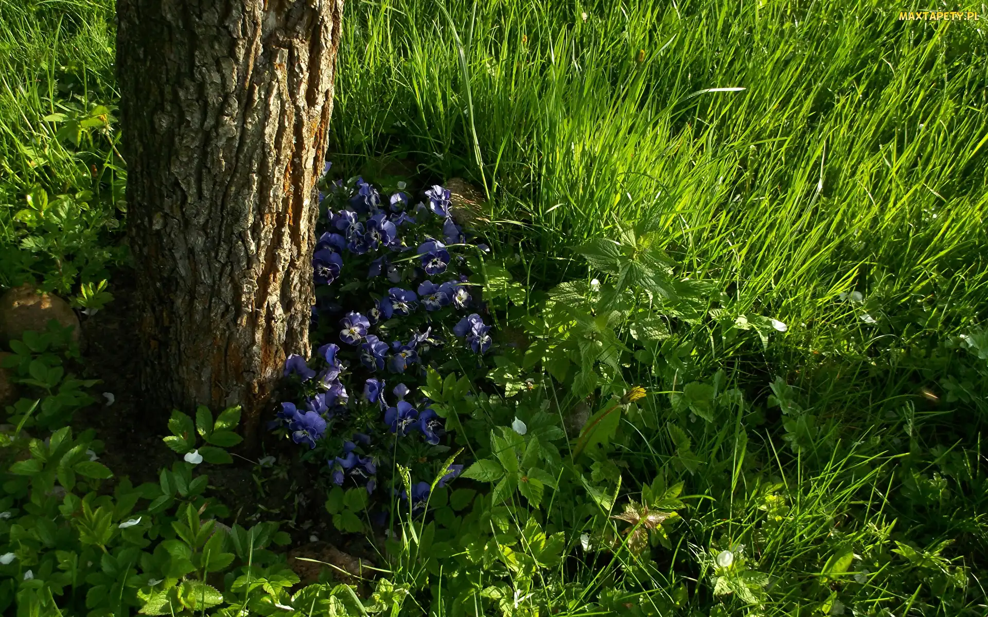 Fiołki trójbarwne, Trawa, Drzewo, Pień, Kwiaty