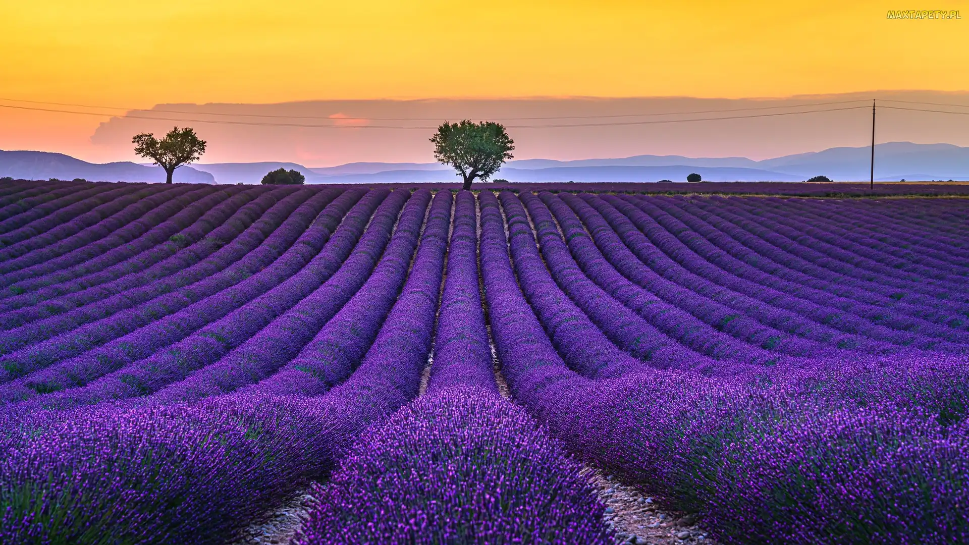 Prowansja, Valensole, Pole, Francja, Drzewa, Wschód słońca, Lawenda