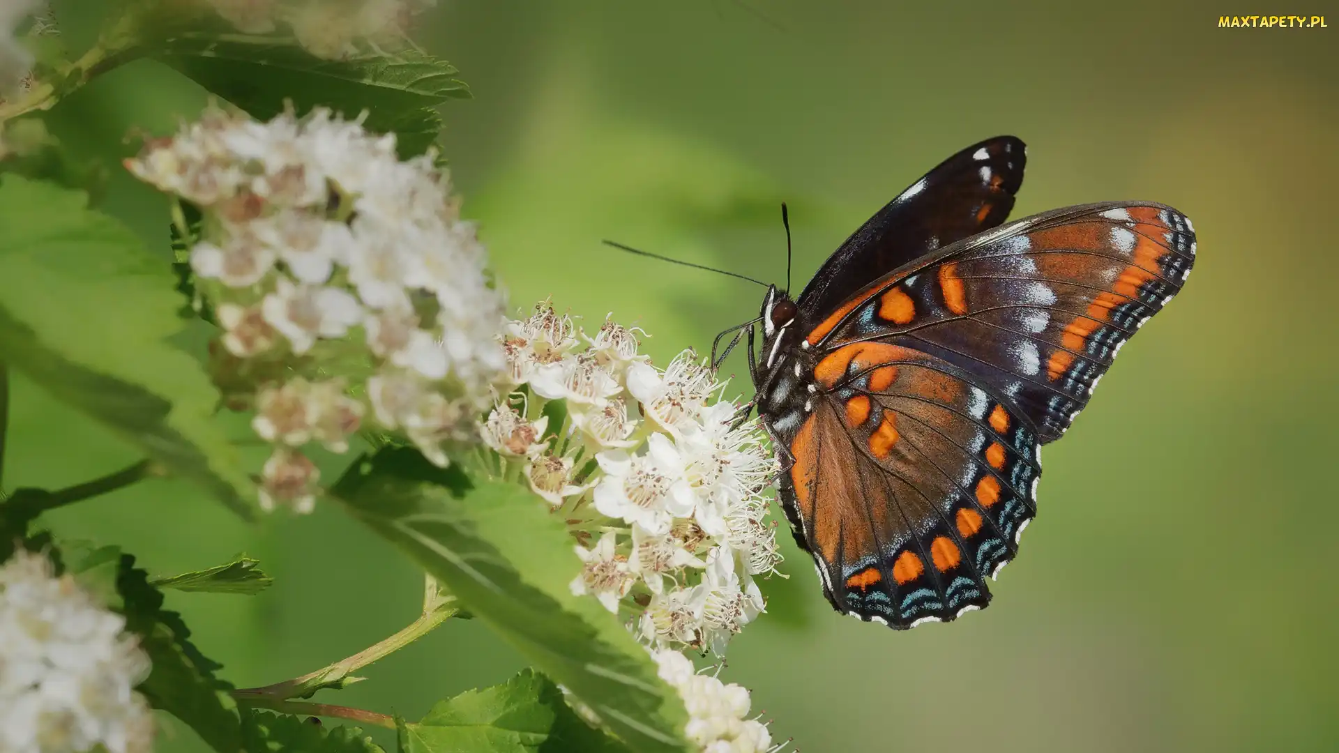 Admirał purpurowy, Kwiaty, Białe, Limenitis arthemis, Motyl