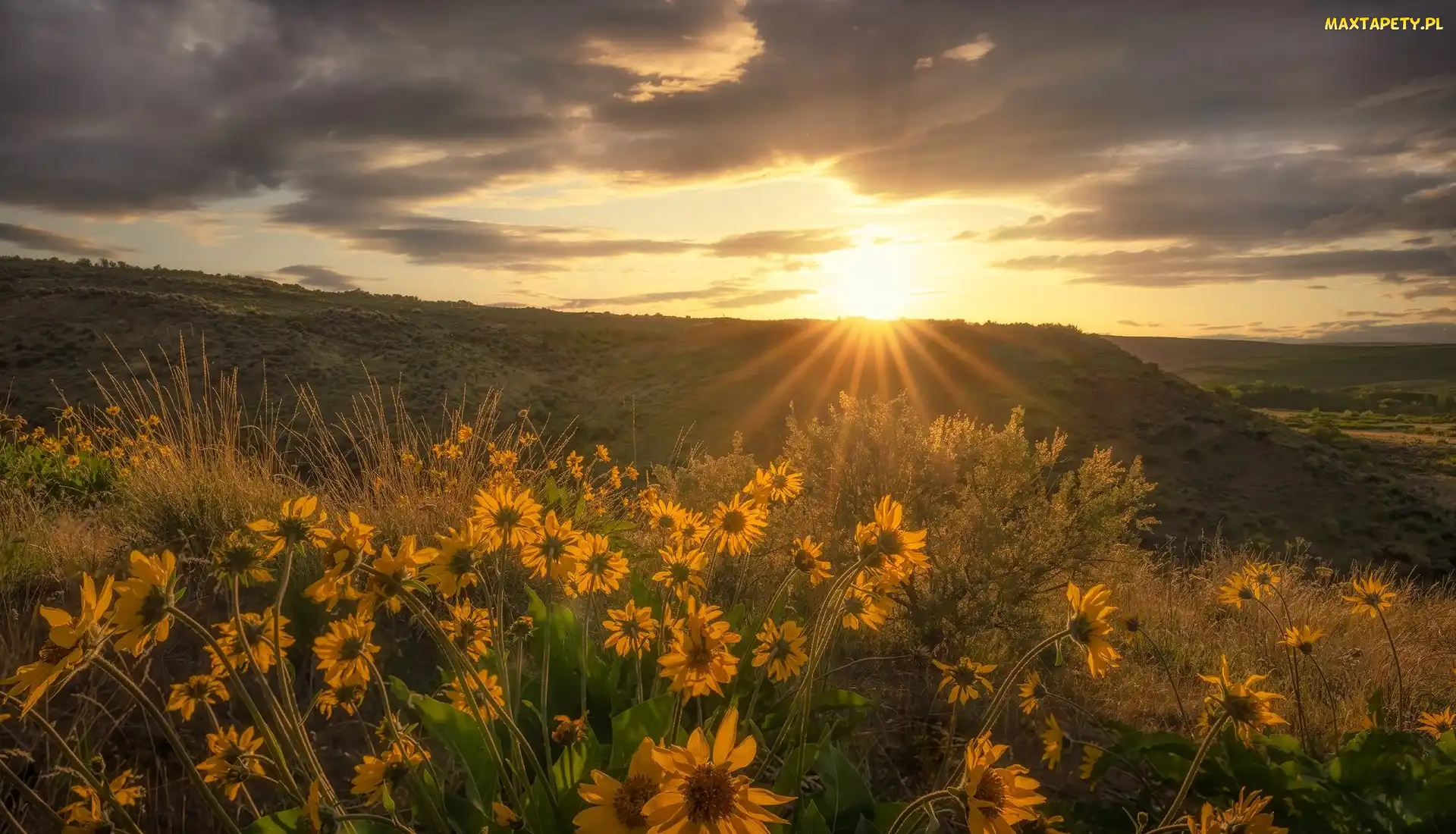 Łąka, Balsamorhiza, Pole, Kwiaty, Wschód słońca, Żółte, Chmury, Krzewy