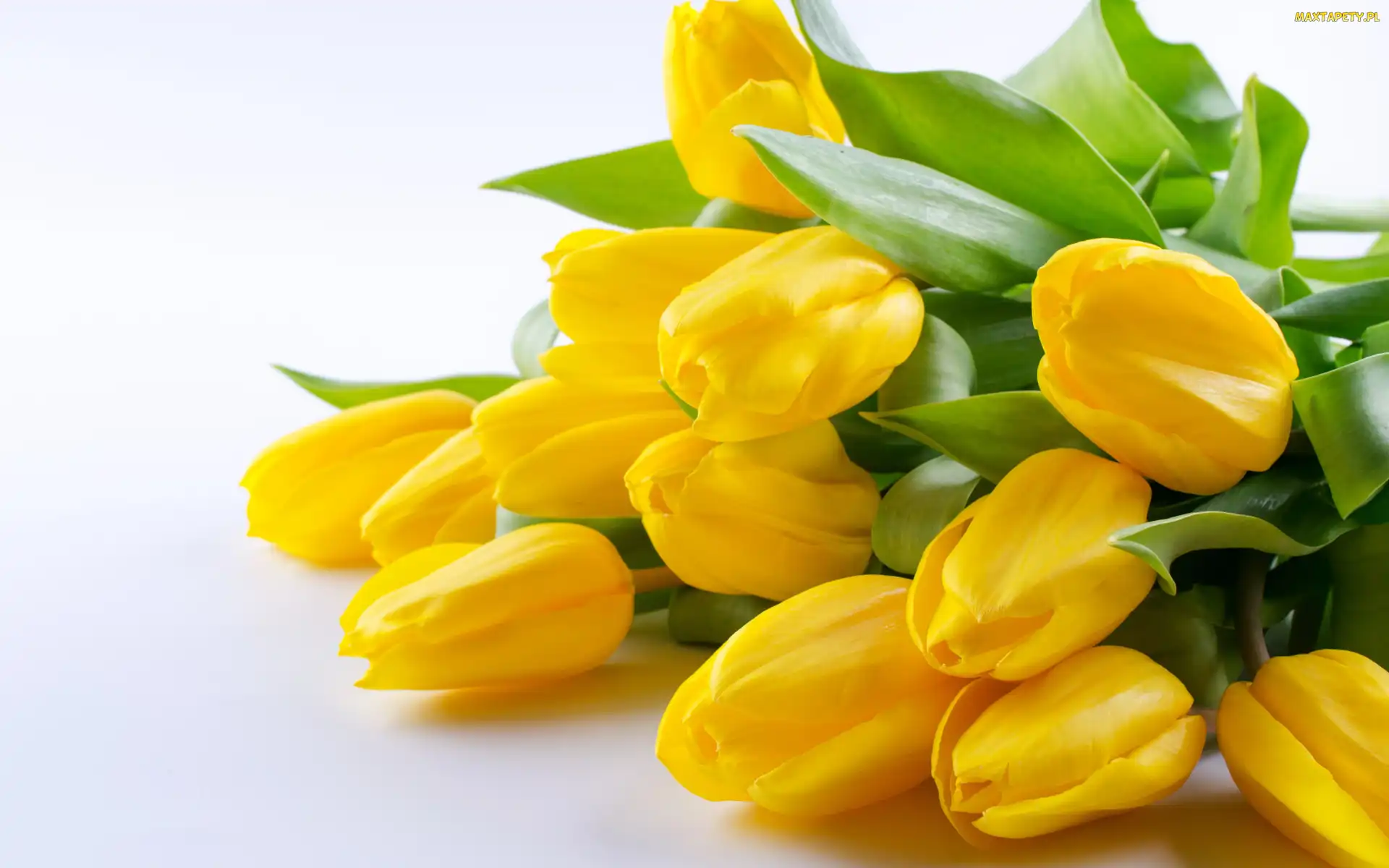 Tulipany, Białe tło, Żółte