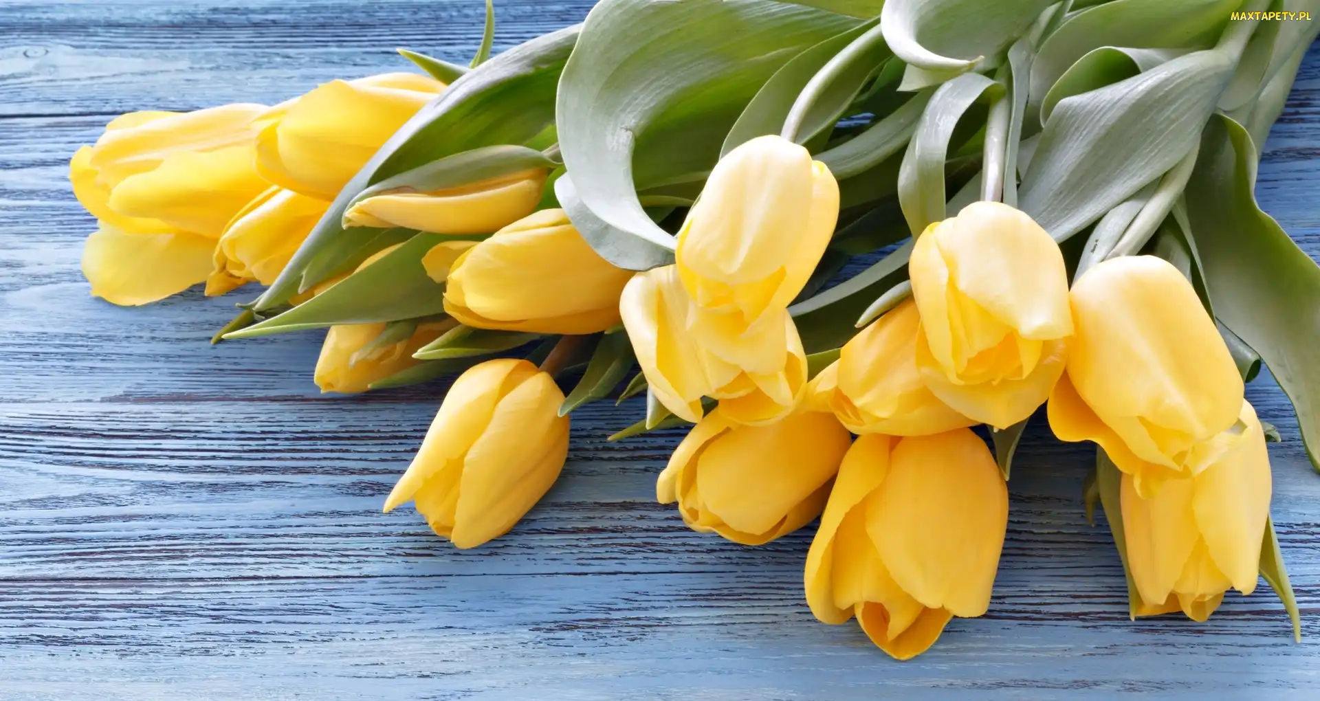 Kwiaty, Tulipany, Nierozwinięte, Żółte