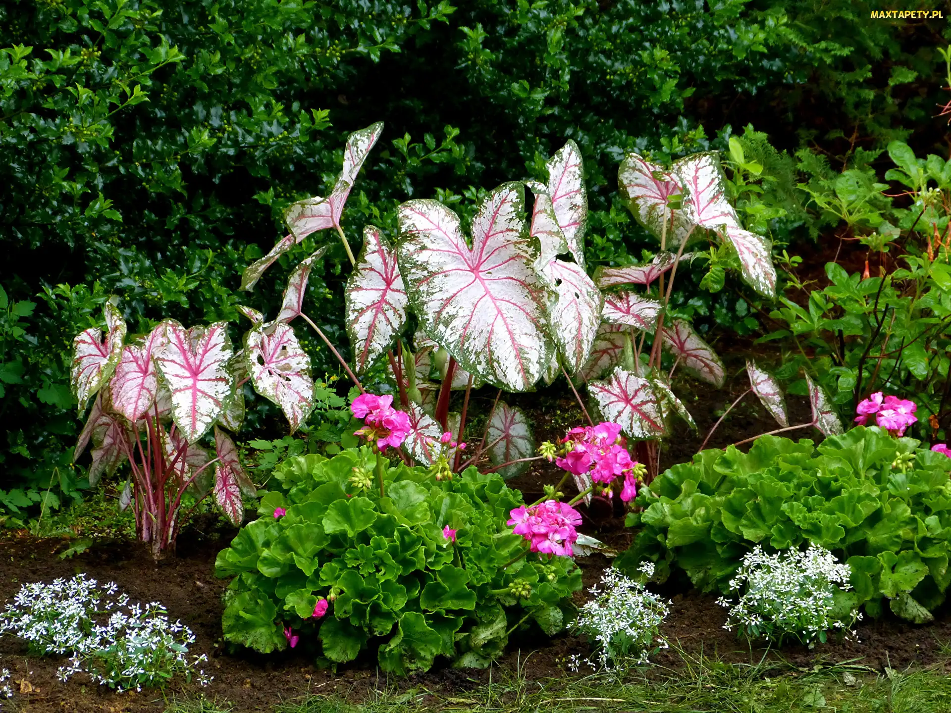 Kwiatki, Białe, Kwiaty, Kaladium dwubarwne, Różowe, Pelargonie