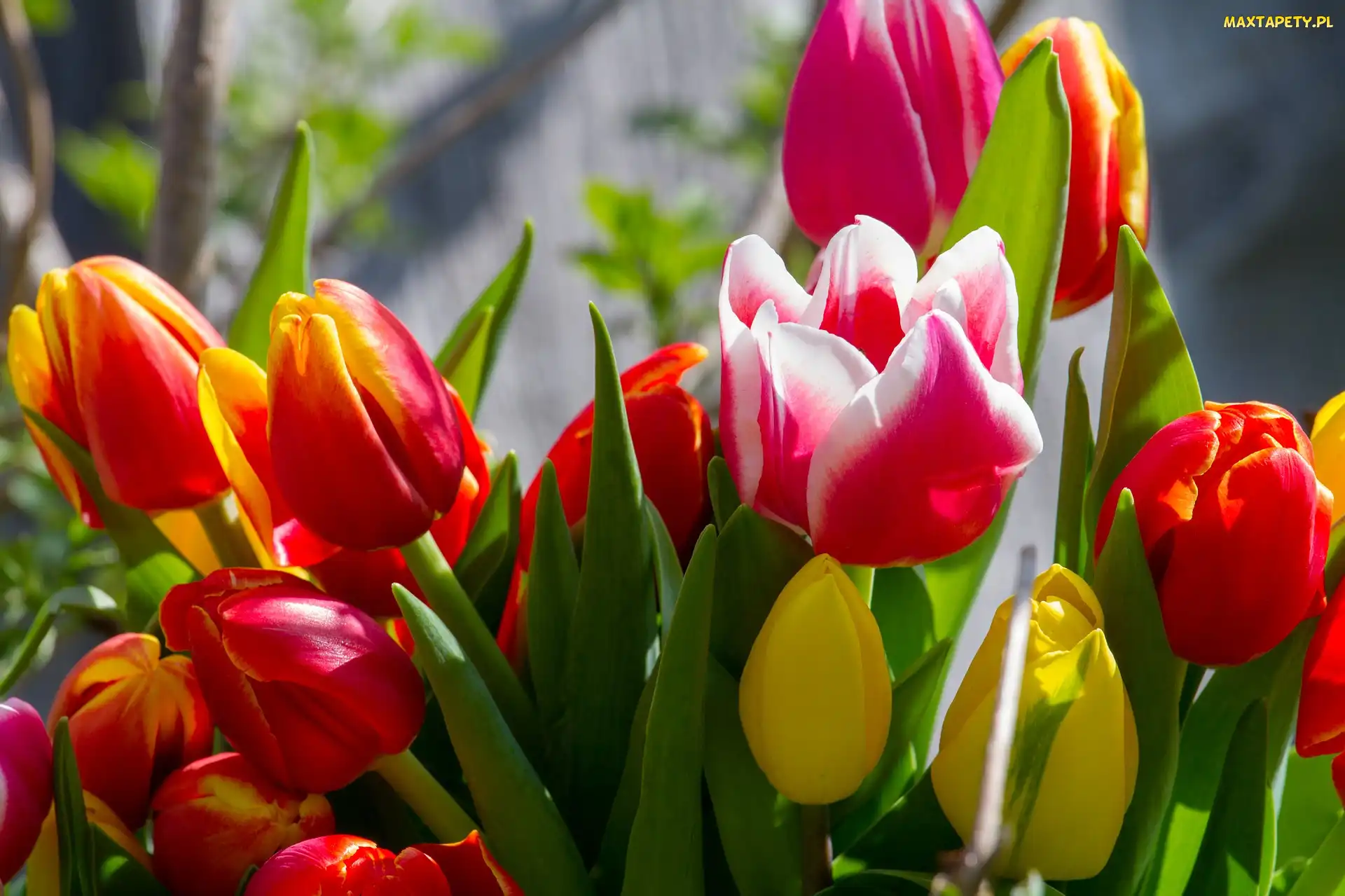 Tulipany, Zbliżenie, Kwiaty, Kolorowe
