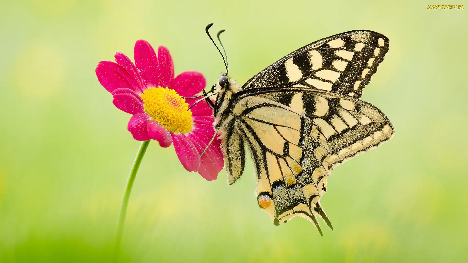 Paź królowej, Makro, Czerwony, Kwiatek, Motyl