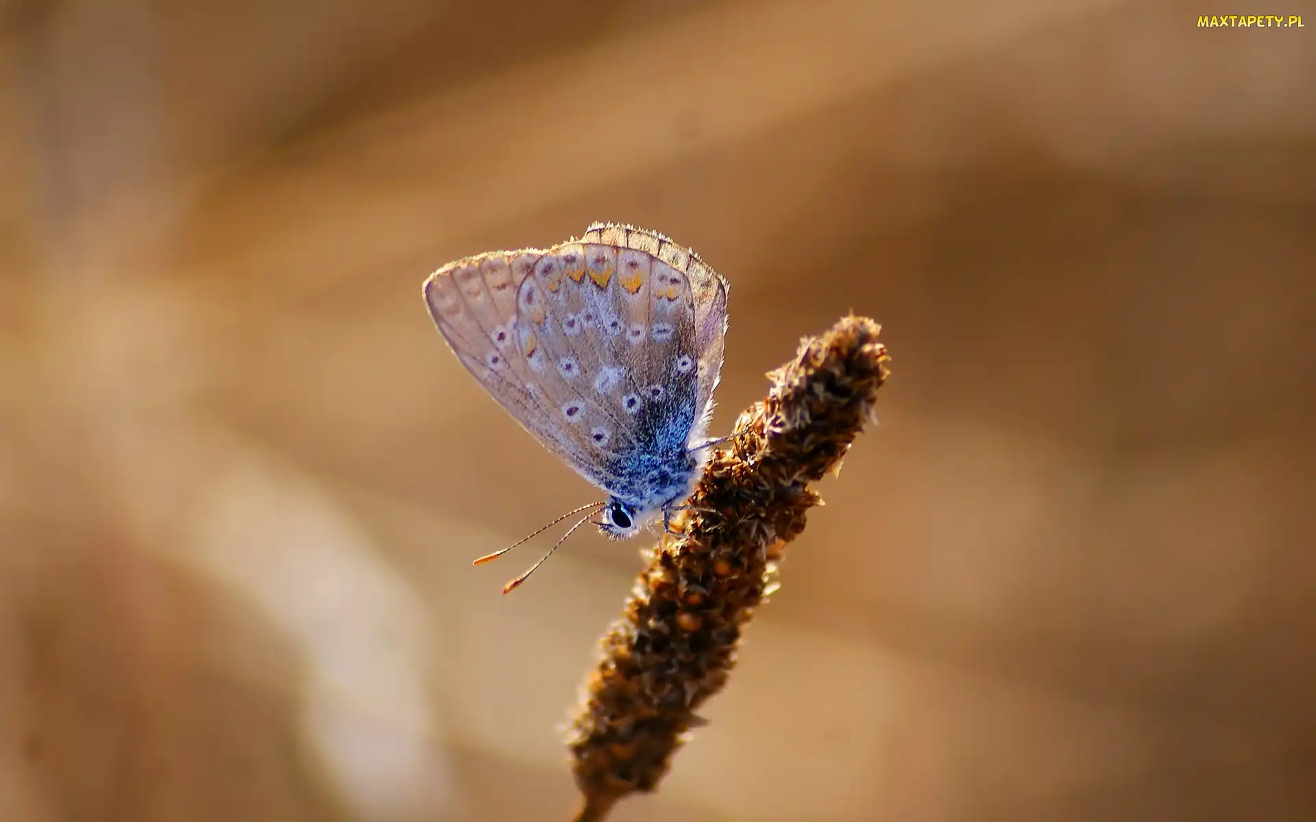 Trawy, Źdźbło, Motyl, Modraszek ikar
