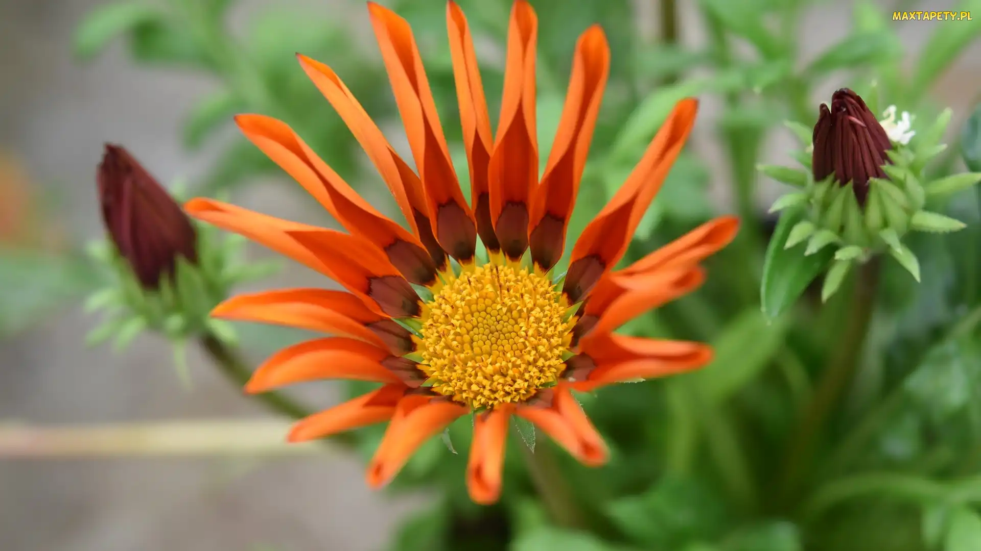 Pąki, Gazania, Płatki, Pomarańczowe, Kwiat