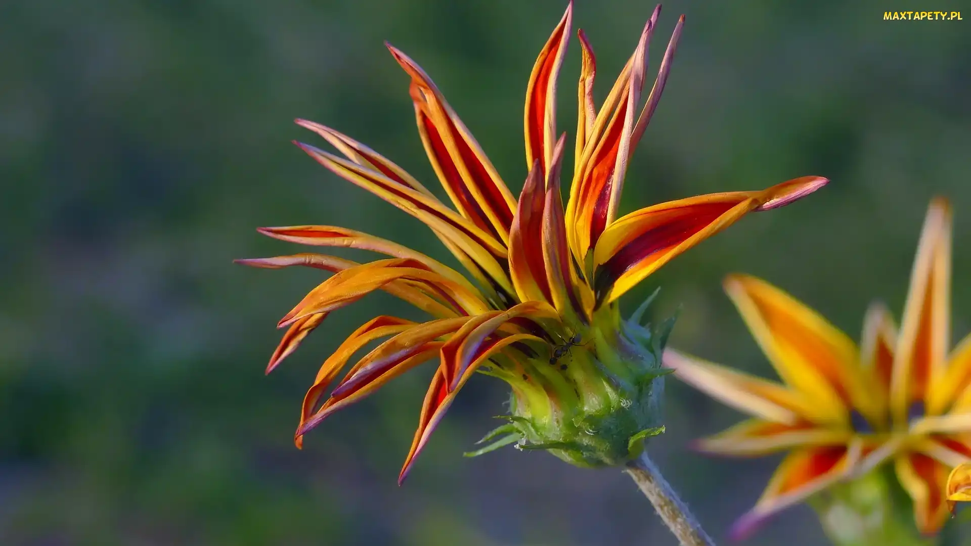 Kwitnąca, Gazania
