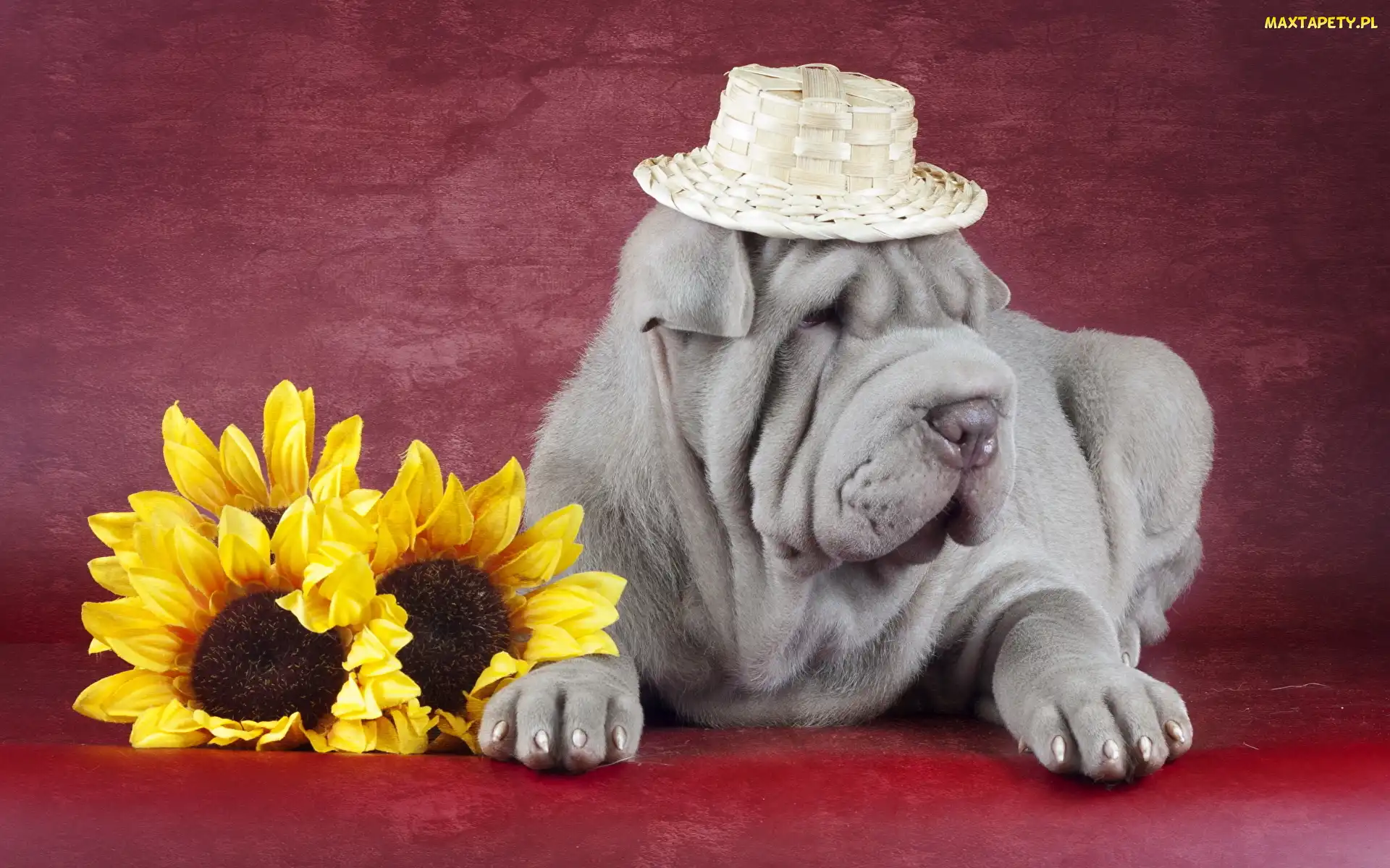 Shar pei, Słoneczniki, Kapelusz, Słomkowy, Pies