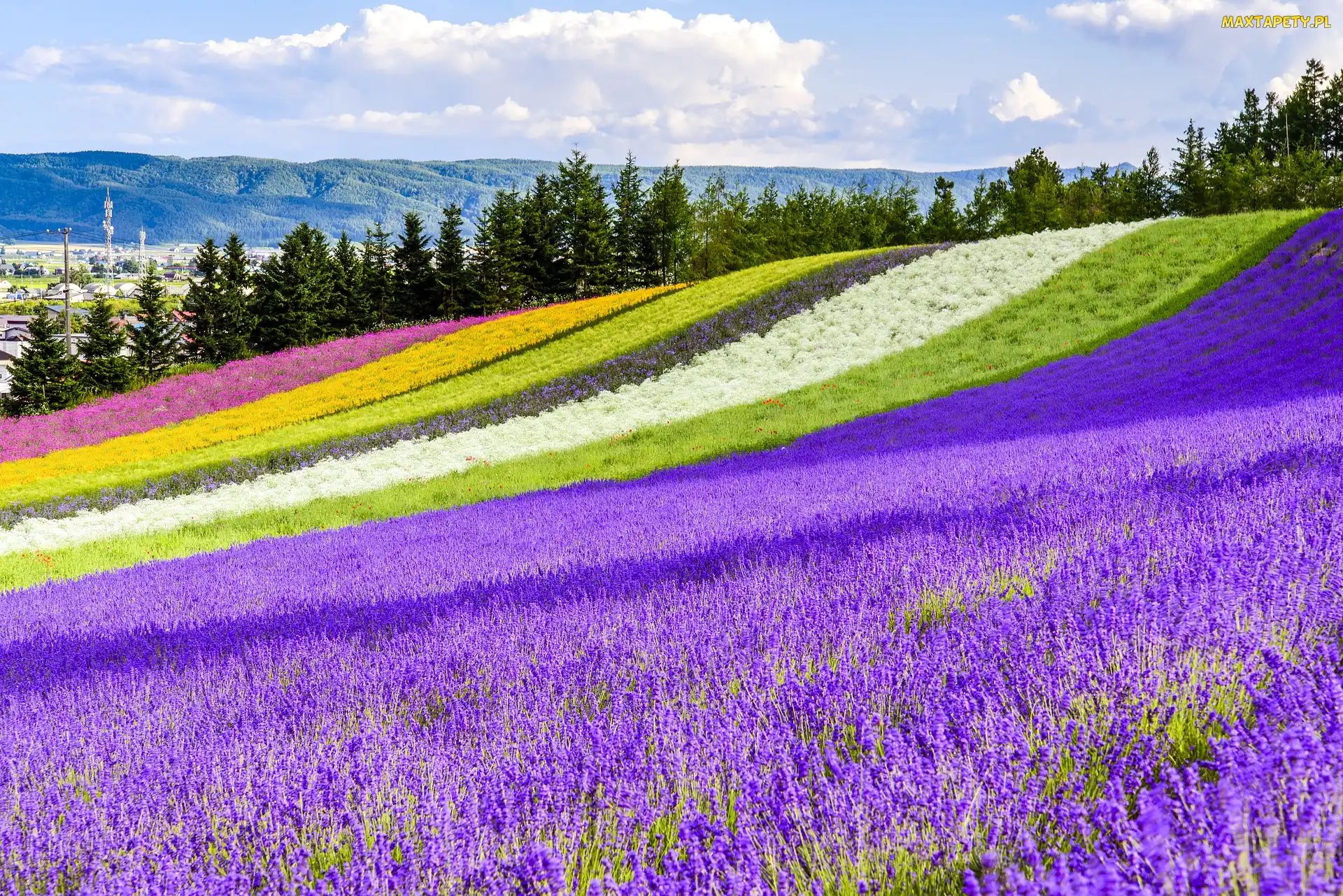 Lawenda, Tomita Farm, Pole, Kwiaty, Hokkaido, Kolorowe, Japonia, Nakafurano