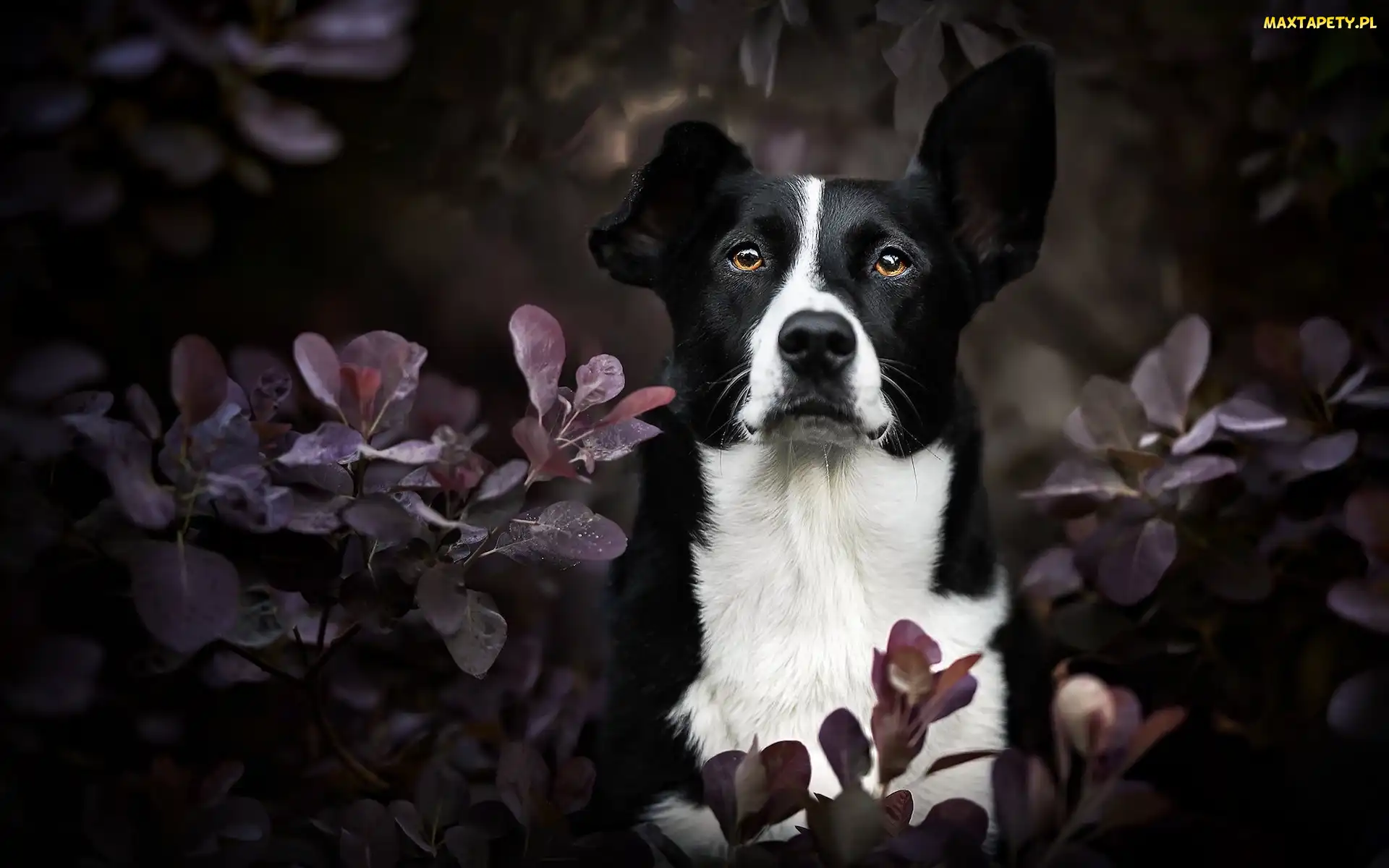 Border collie krótkowłosy, Liście, Pies