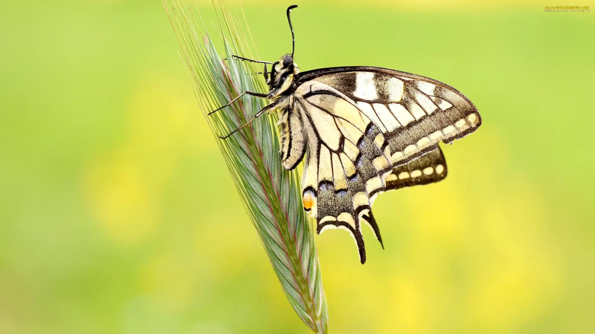Paź królowej, Makro, Zboże, Kłos, Motyl