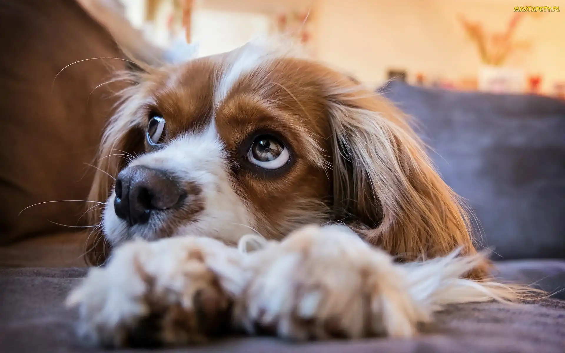 Zbliżenie, Cavalier king charles spaniel, Pies, Szczeniak