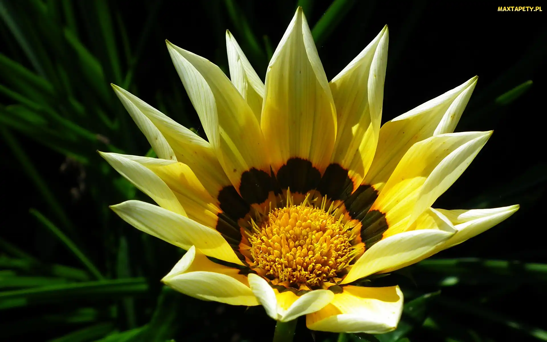Kwiat, Zbliżenie, Gazania, Żółty