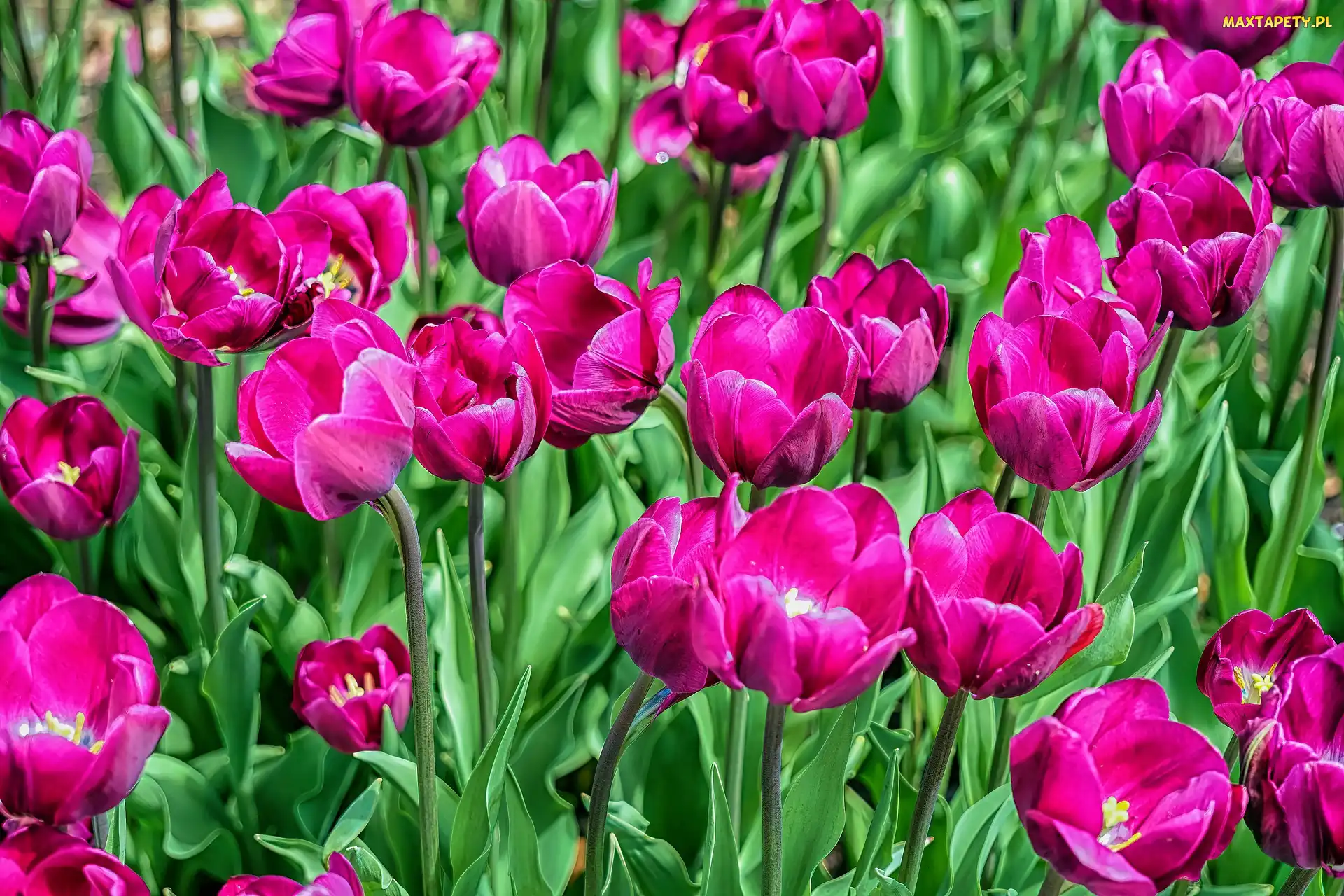 Kwiaty, Tulipany, Ciemnoróżowe