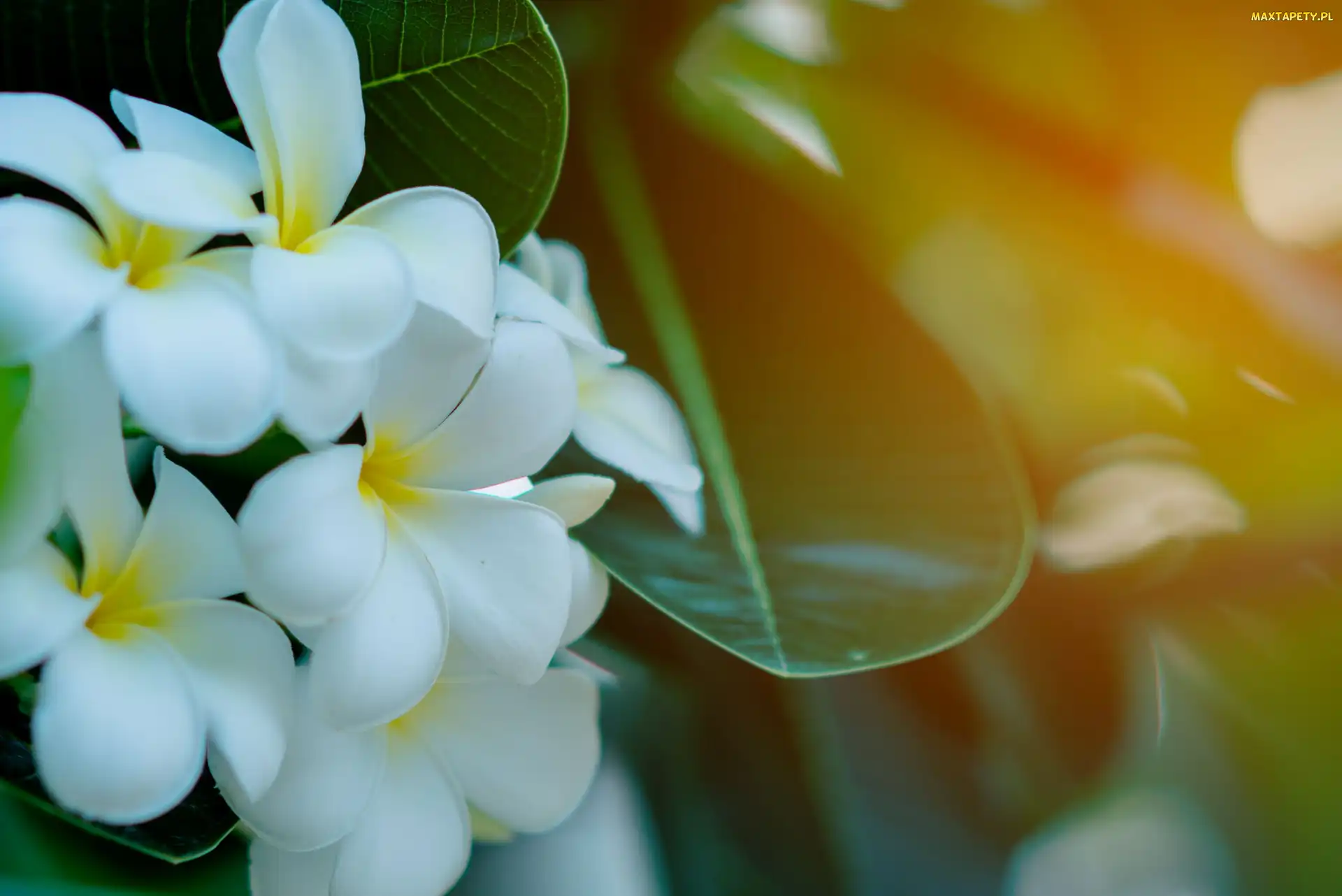Żółto-białe, Plumeria Plumeria, Kwiaty
