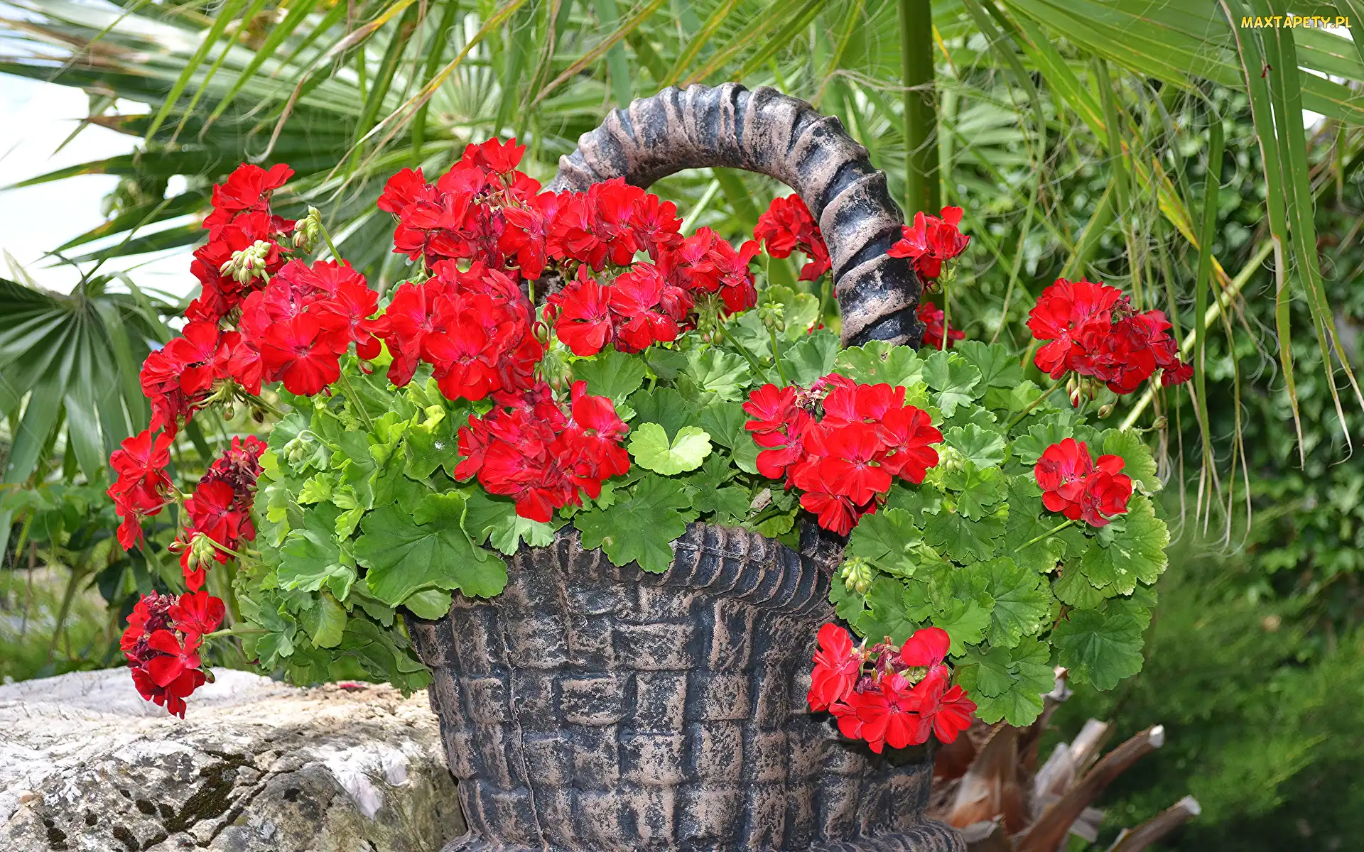 Zielone, Koszyk, Czerwona, Liście, Kamienny, Kwiaty, Pelargonia