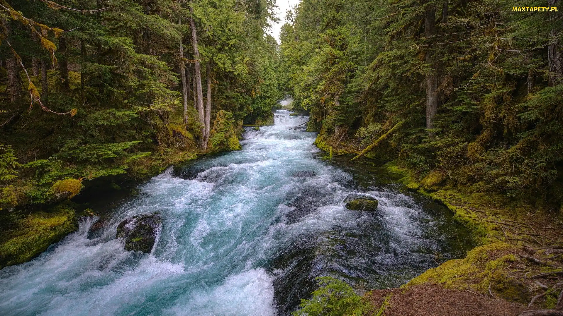 Stany Zjednoczone, Stan Oregon, McKenzie River, Rzeka, Las, Drzewa