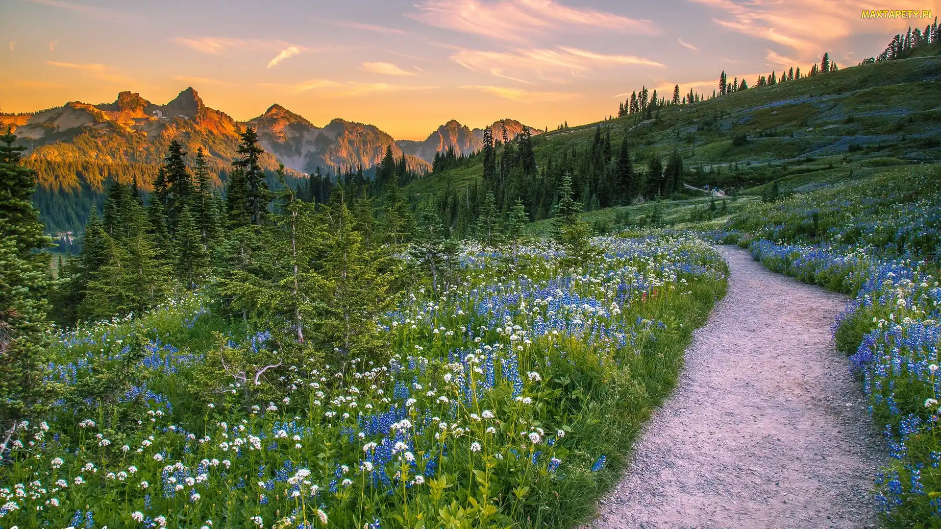 Góry Kaskadowe, Stan Waszyngton, Roślinność, Stany Zjednoczone, Droga, Łąka, Pasmo Tatoosh Range, Park Narodowy Mount Rainier, Drzewa