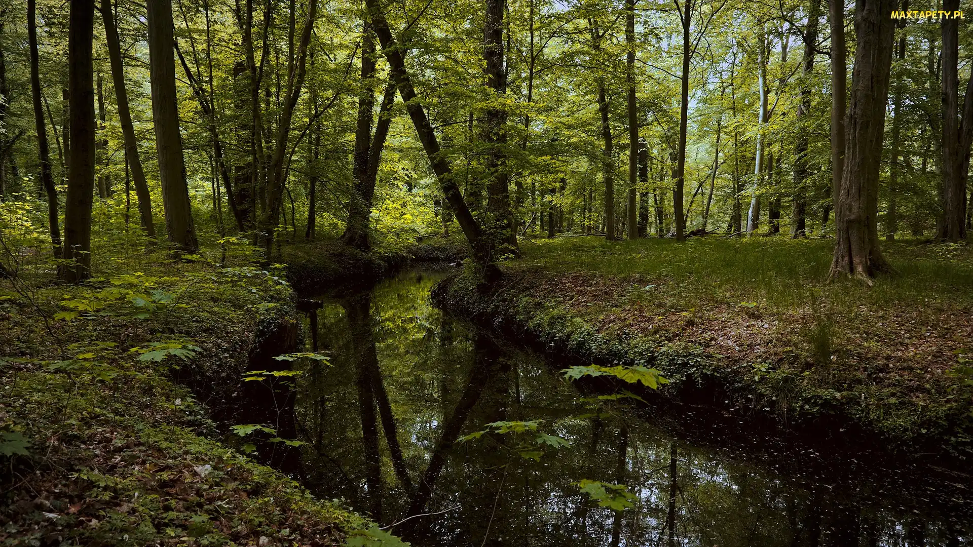 Rośliny, Rzeka, Drzewa, Las