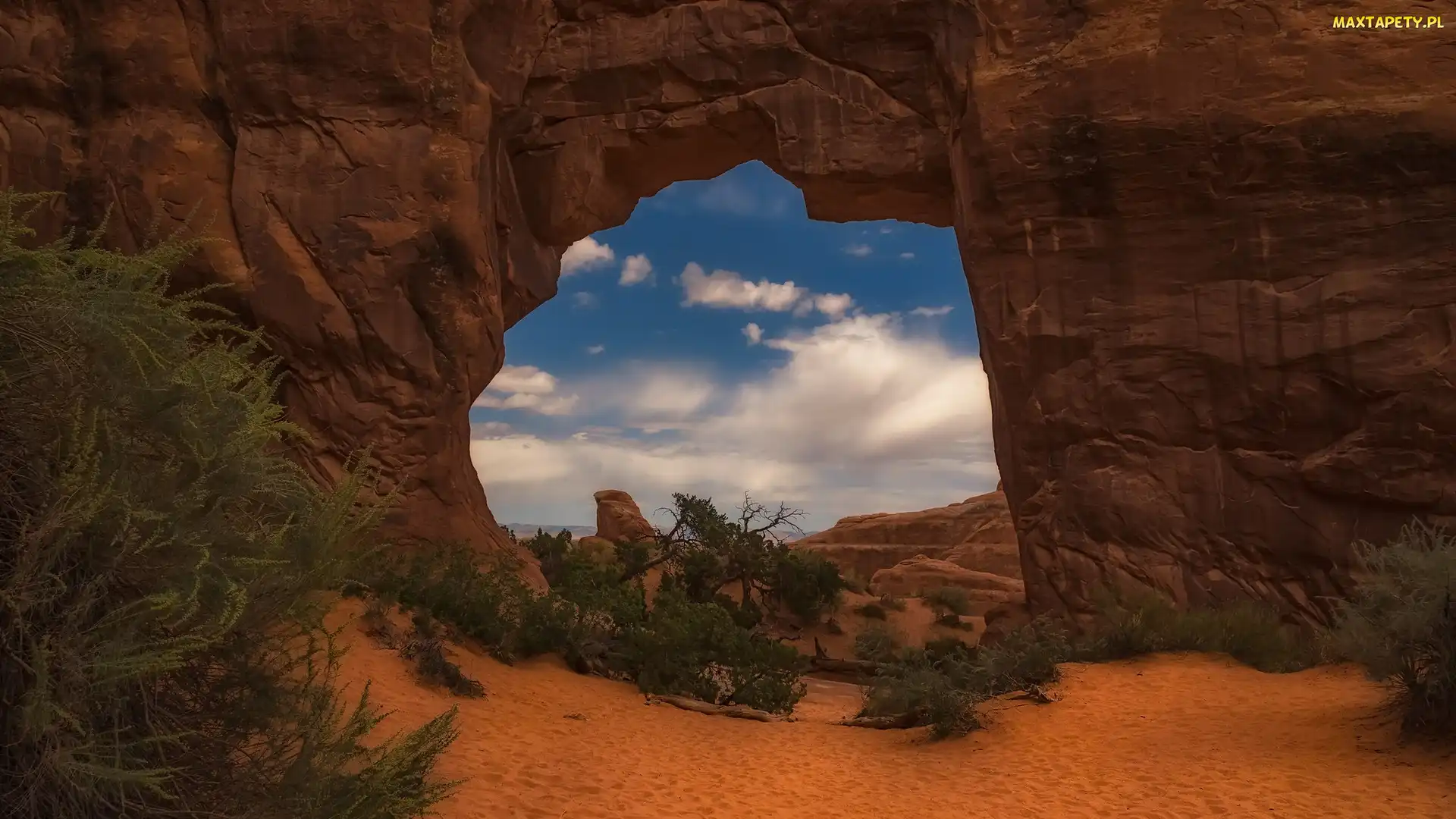 Rośliny, Stany Zjednoczone, Stan Utah, Park Narodowy Arches, Skały