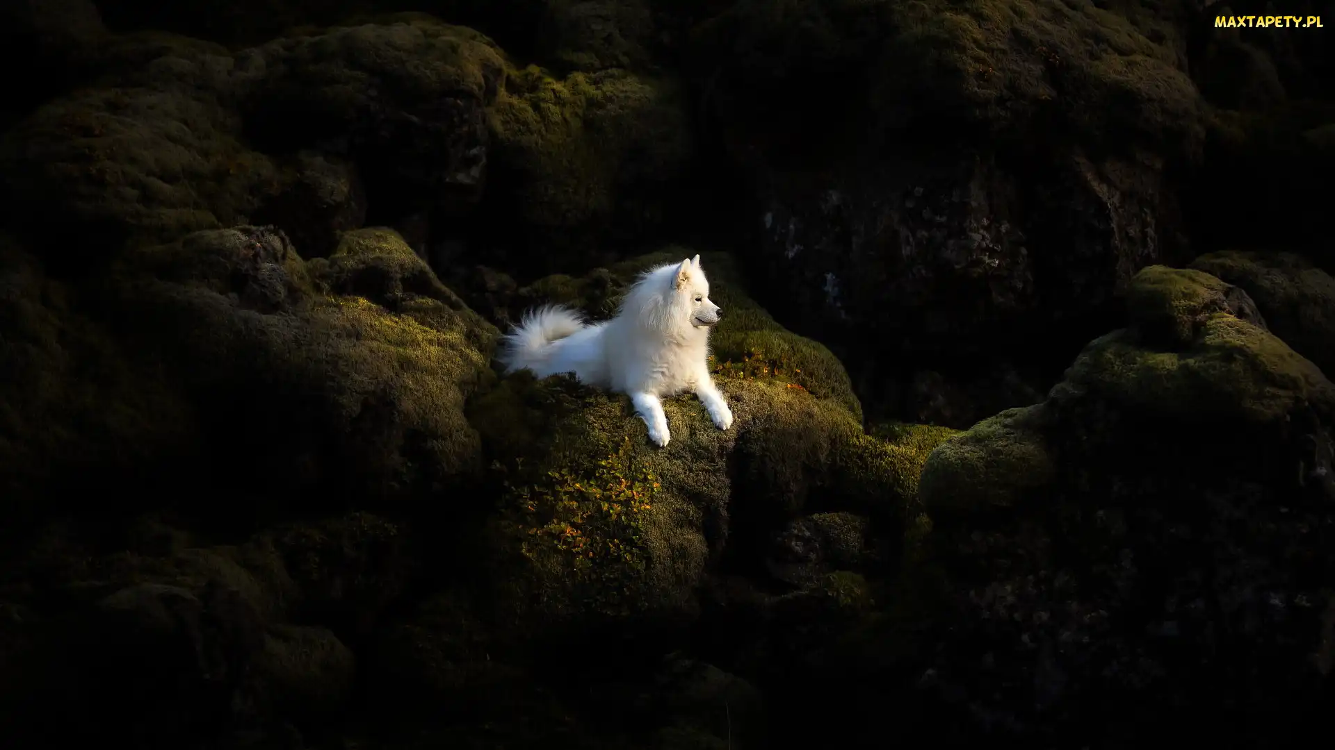 Skały, Samojed, Biały, Pies